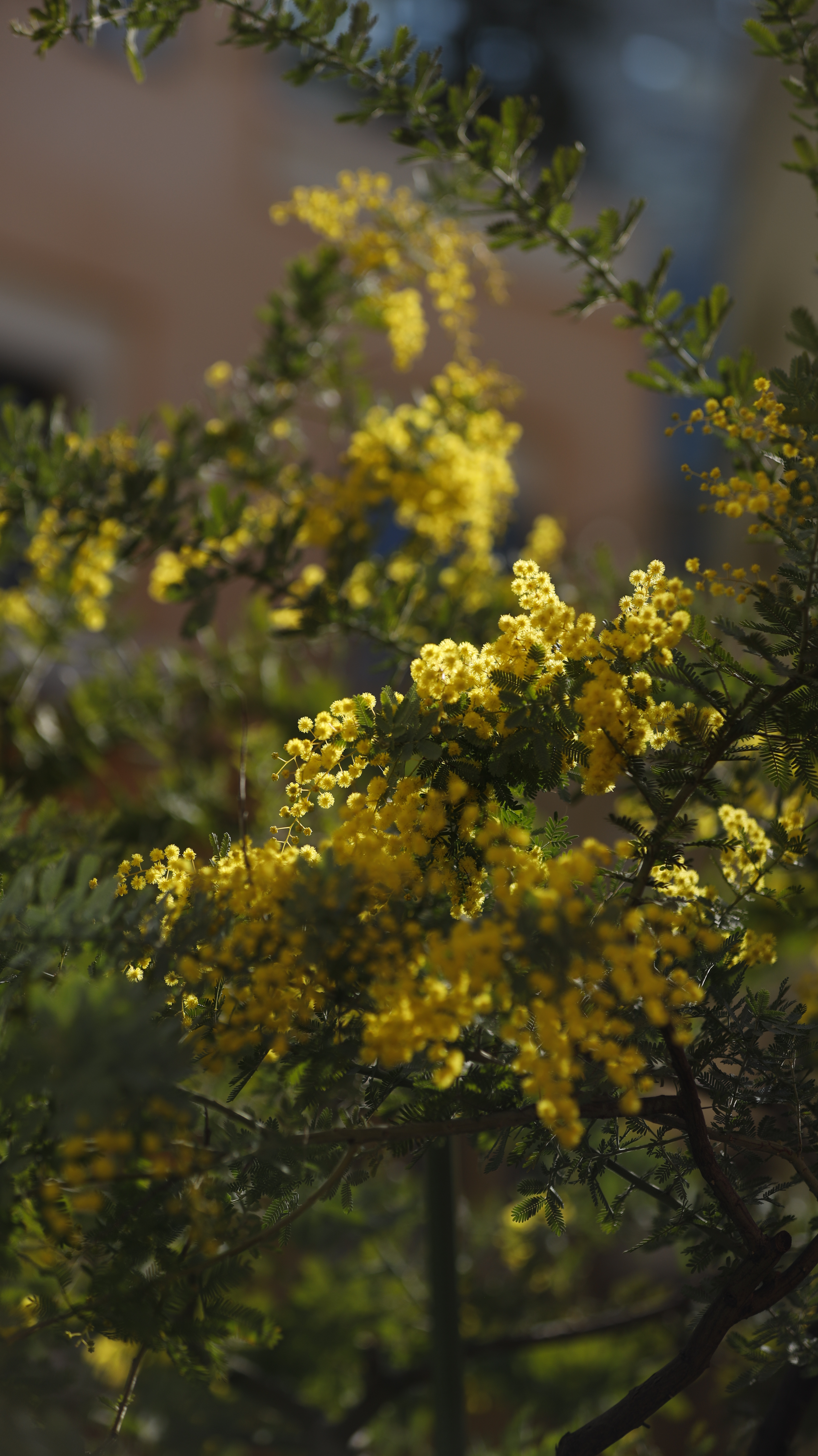 ラ チッタデッラにて、「光を浴びて輝くミモザの花」と感じた写真です。