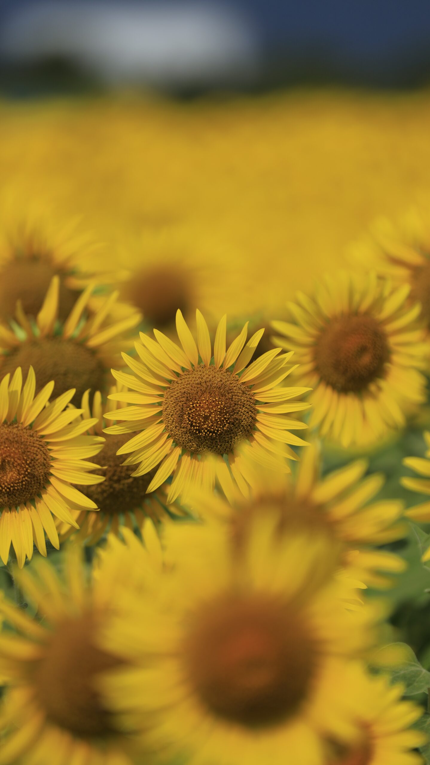座間ひまわり畑で中央の花に焦点を当て周囲をふんわり包むように撮影した向日葵