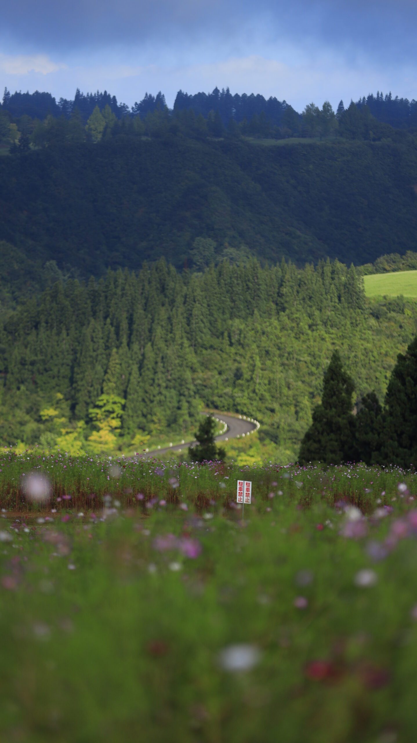上原コスモス園のコスモス畑越しに見える山の道路