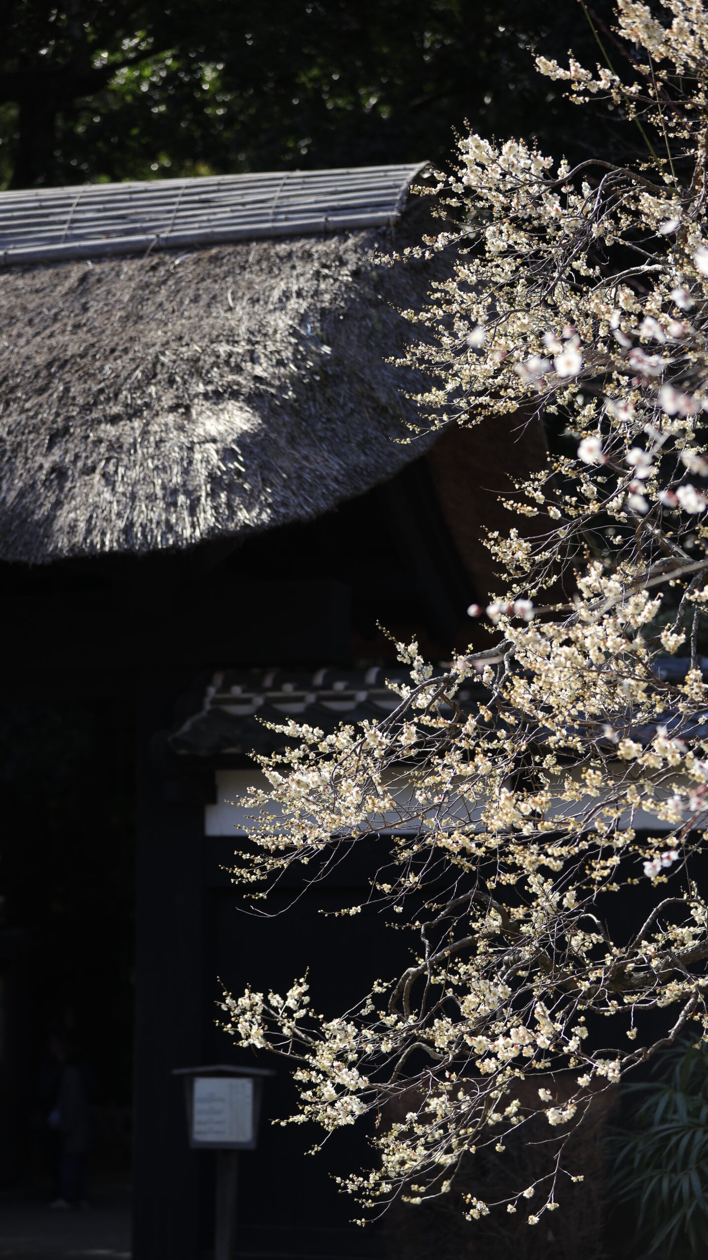 偕楽園の入口で立派な梅の木と門を撮影した歴史ある庭園の雰囲気が伝わる景色