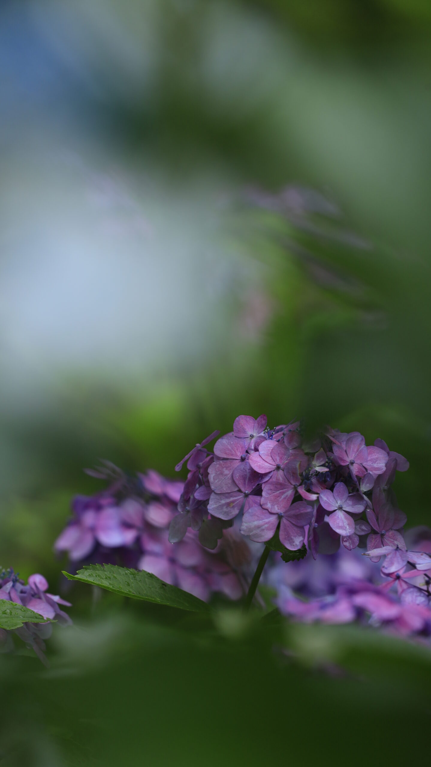 筑波実験植物園で緑の葉っぱの隙間から撮影した雨に濡れる紫陽花
