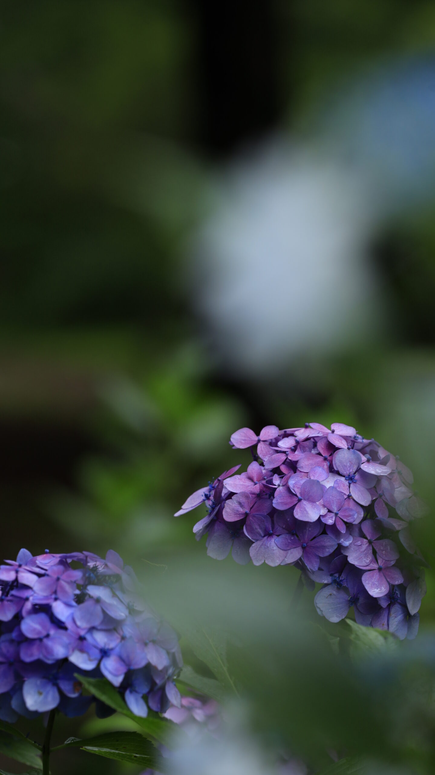筑波実験植物園で葉っぱの間から見えた雨でしっとりした紫陽花