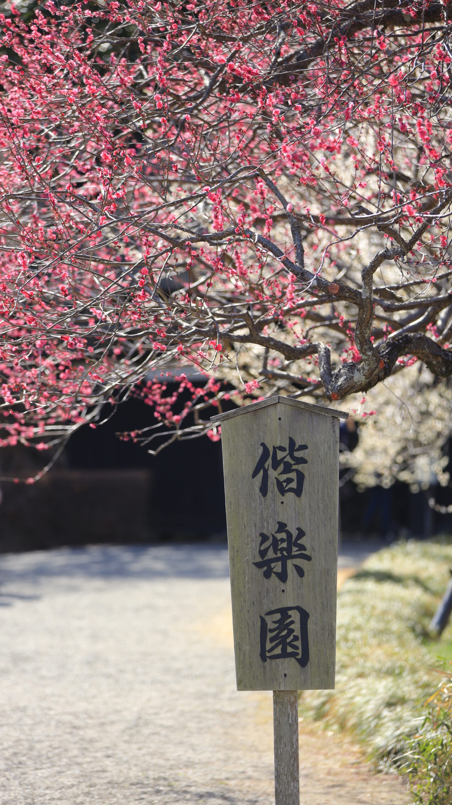 偕楽園で立て札とピンク色の梅の花を一緒に撮影した訪れた場所の雰囲気が伝わる風景