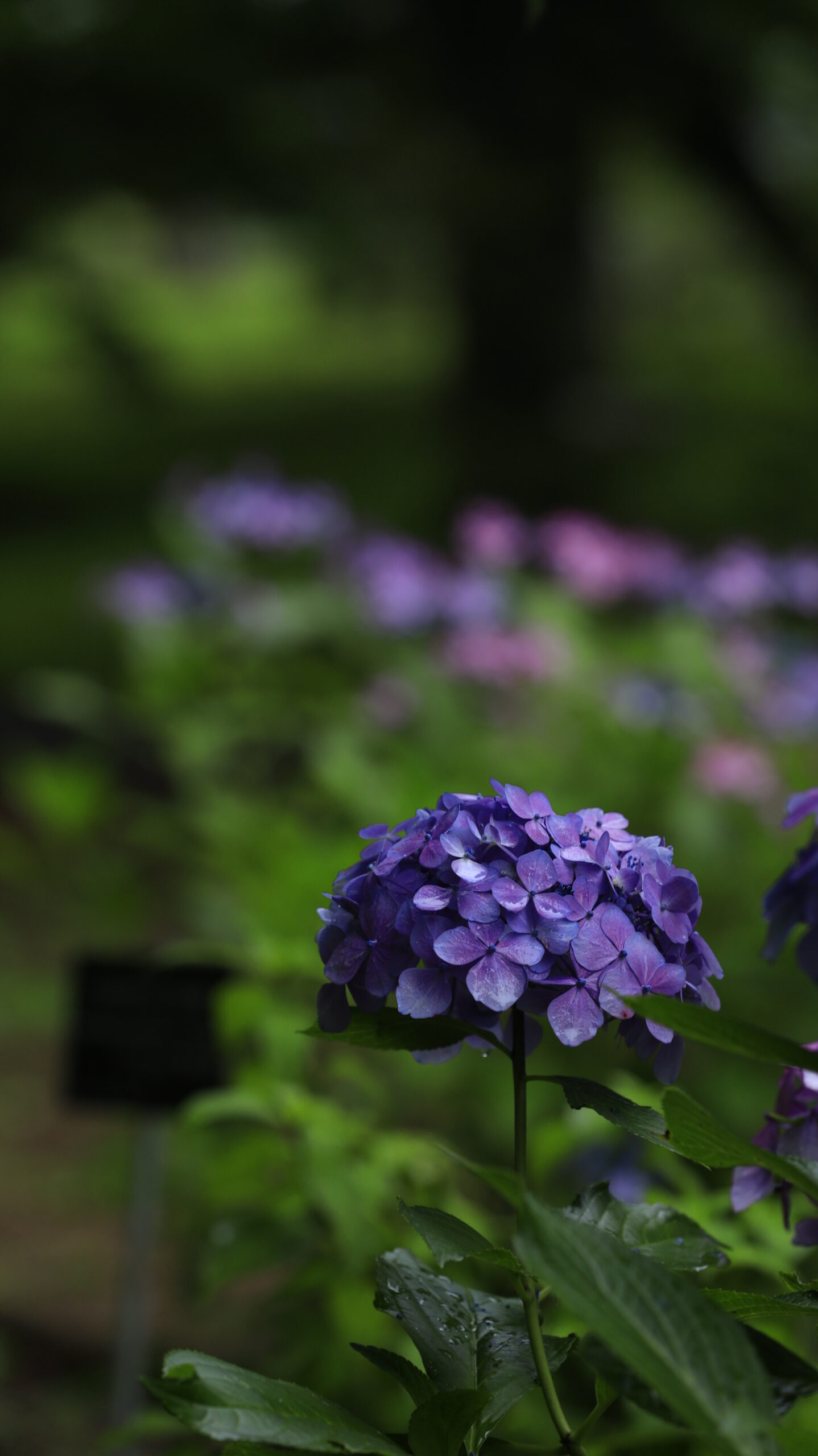 筑波実験植物園で薄暗い雨の中しっとり咲く形の綺麗な紫陽花
