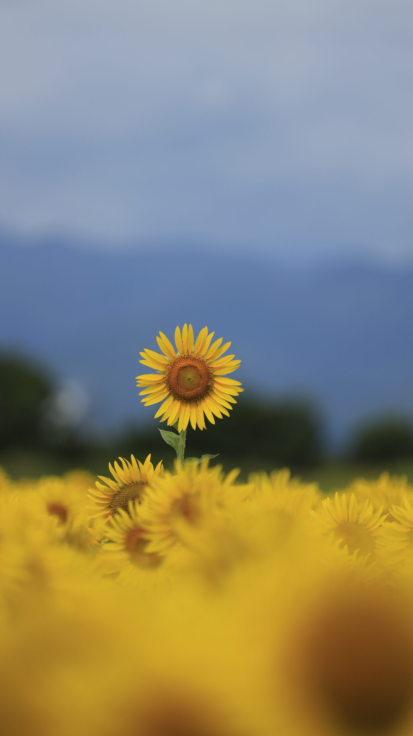 座間ひまわり畑で背の高い一本の向日葵を主役にした構図
