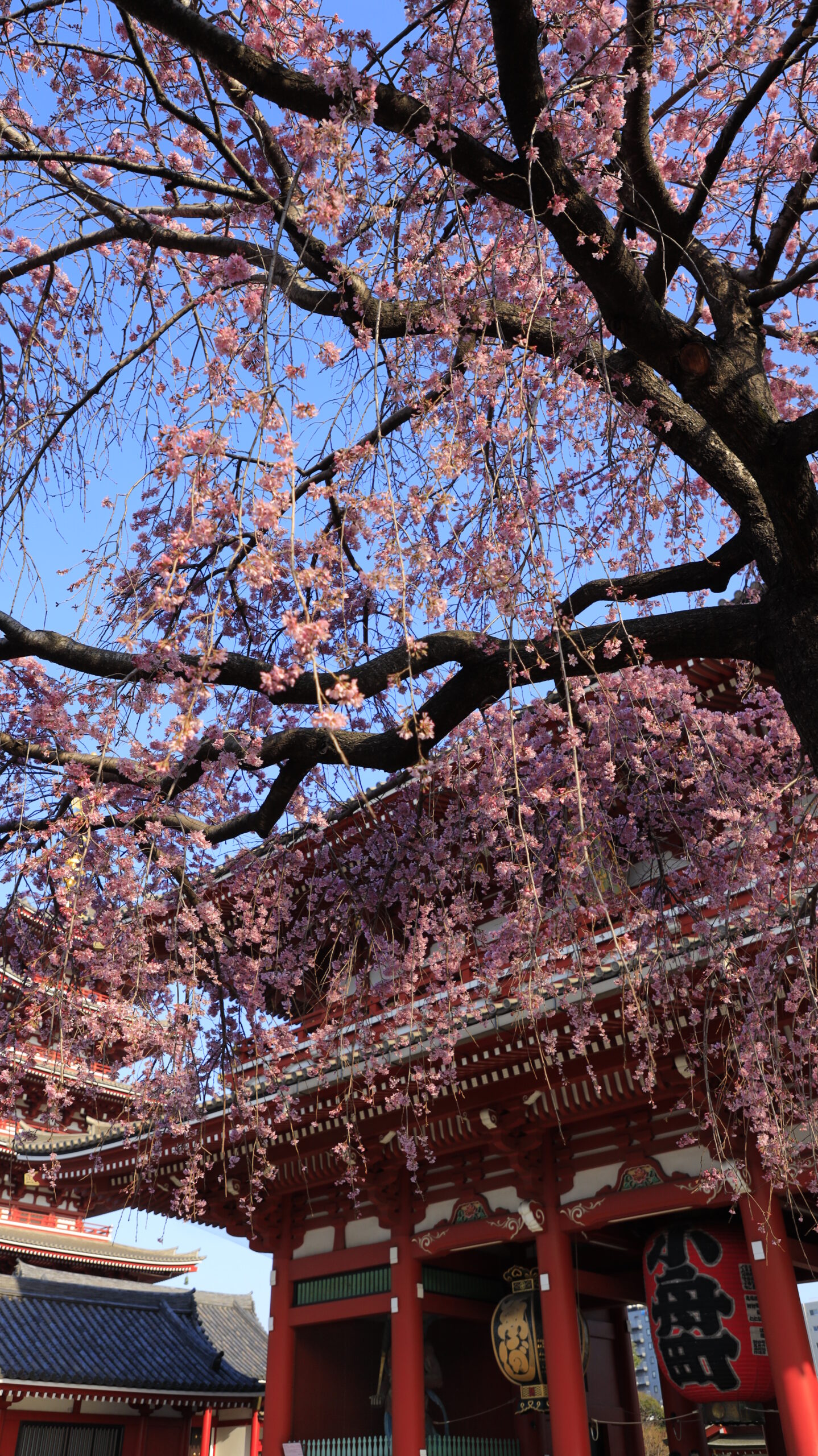 At Senso-ji Temple, the gate from the left side of the weeping cherry tree in full bloom, lanterns, and a five-story pagoda in a well-balanced Japanese-style setting.