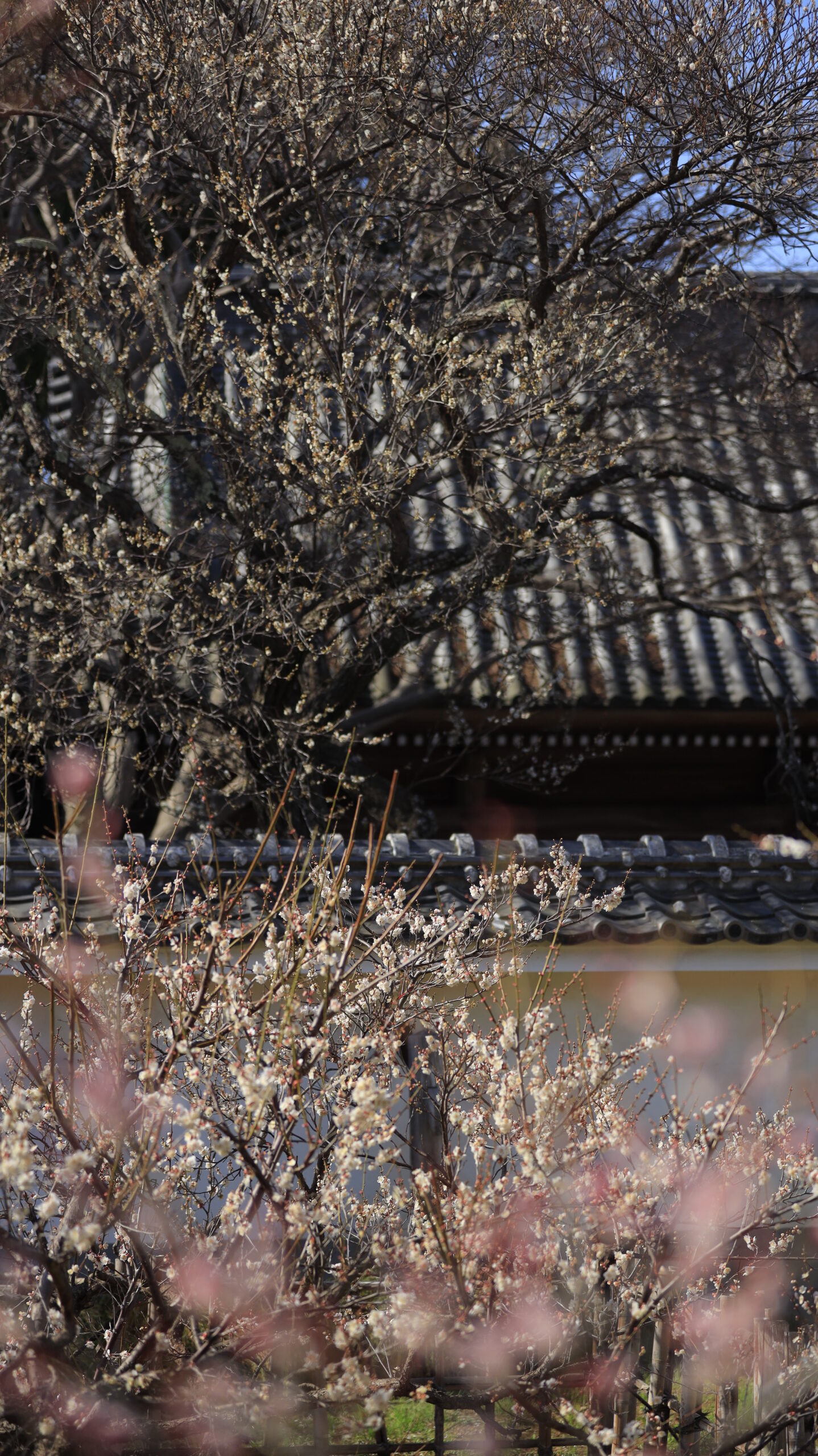 弘道館で光を受けて輝く梅の木と建物を撮影した春らしい風景