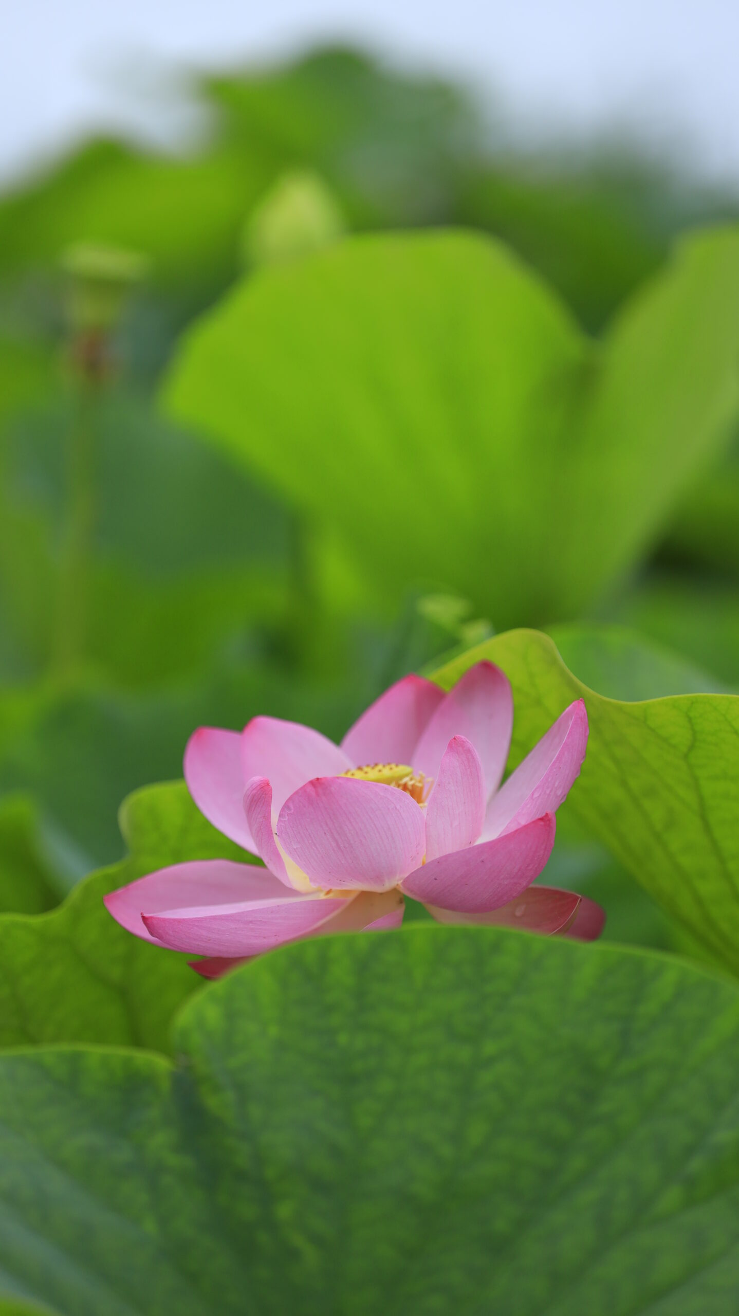 霞ヶ浦総合公園で曇り空の下に綺麗に咲く美しい蓮の花