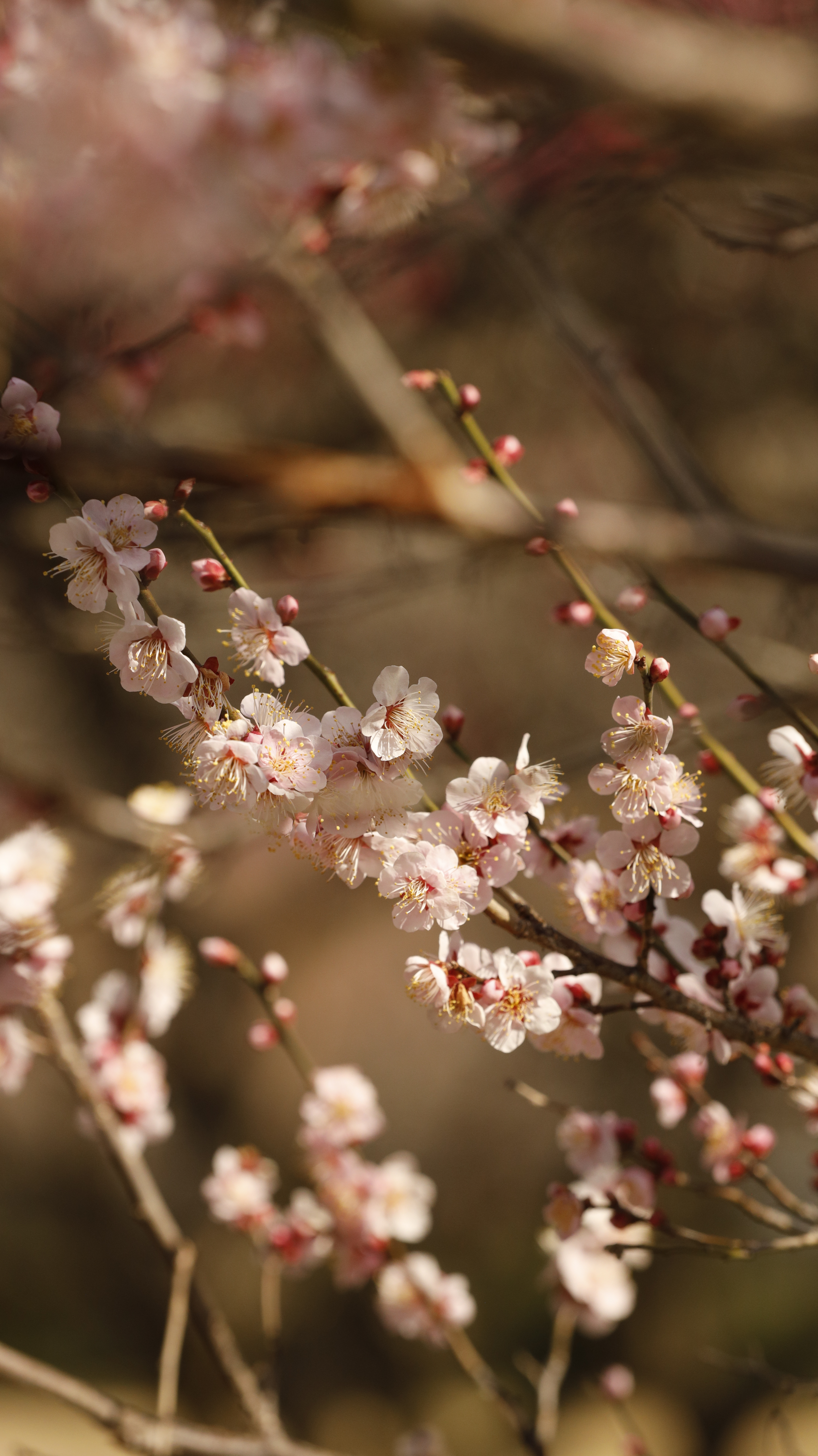 越生梅林にて、「ふんわりとした印象の梅の花」と感じた写真です。