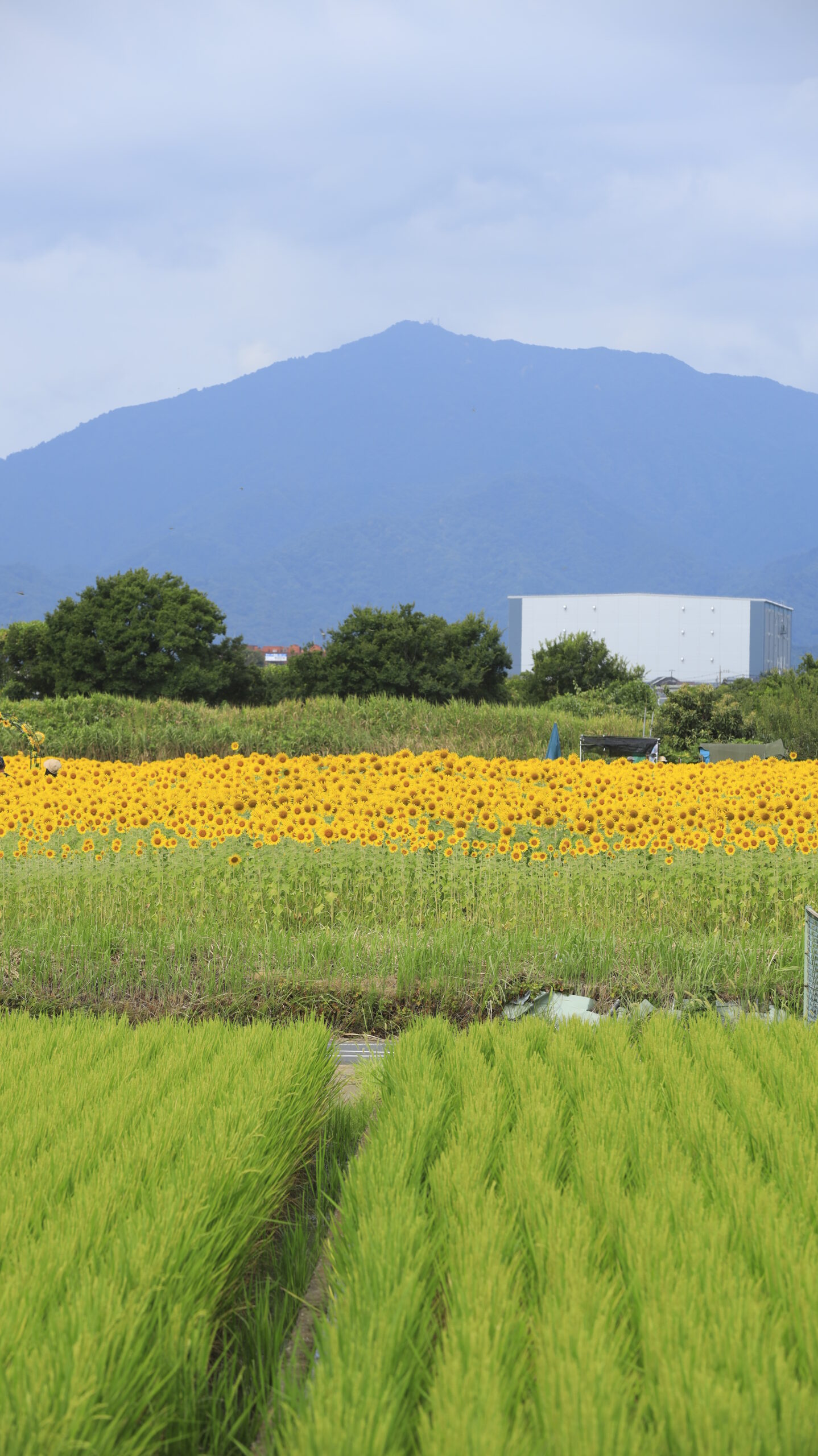 座間ひまわり畑で高い位置から田んぼと向日葵畑を収めた夏の農村風景
