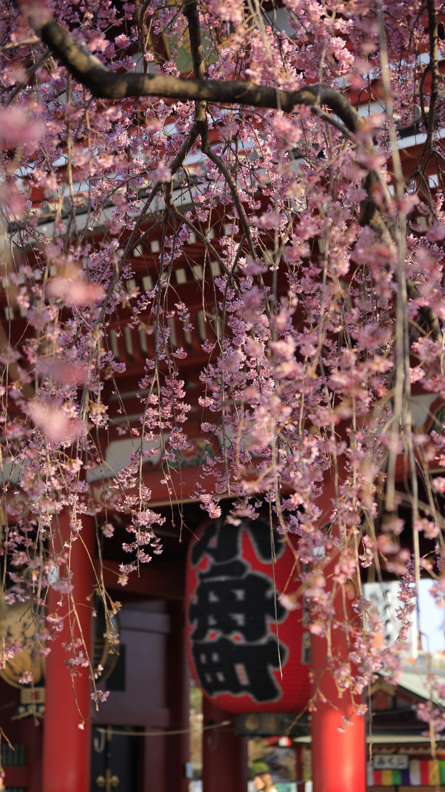 Senso-ji temple. The oblique composition brings the weeping cherry tree in the back into focus and blurs the front and rear, creating a sense of depth.