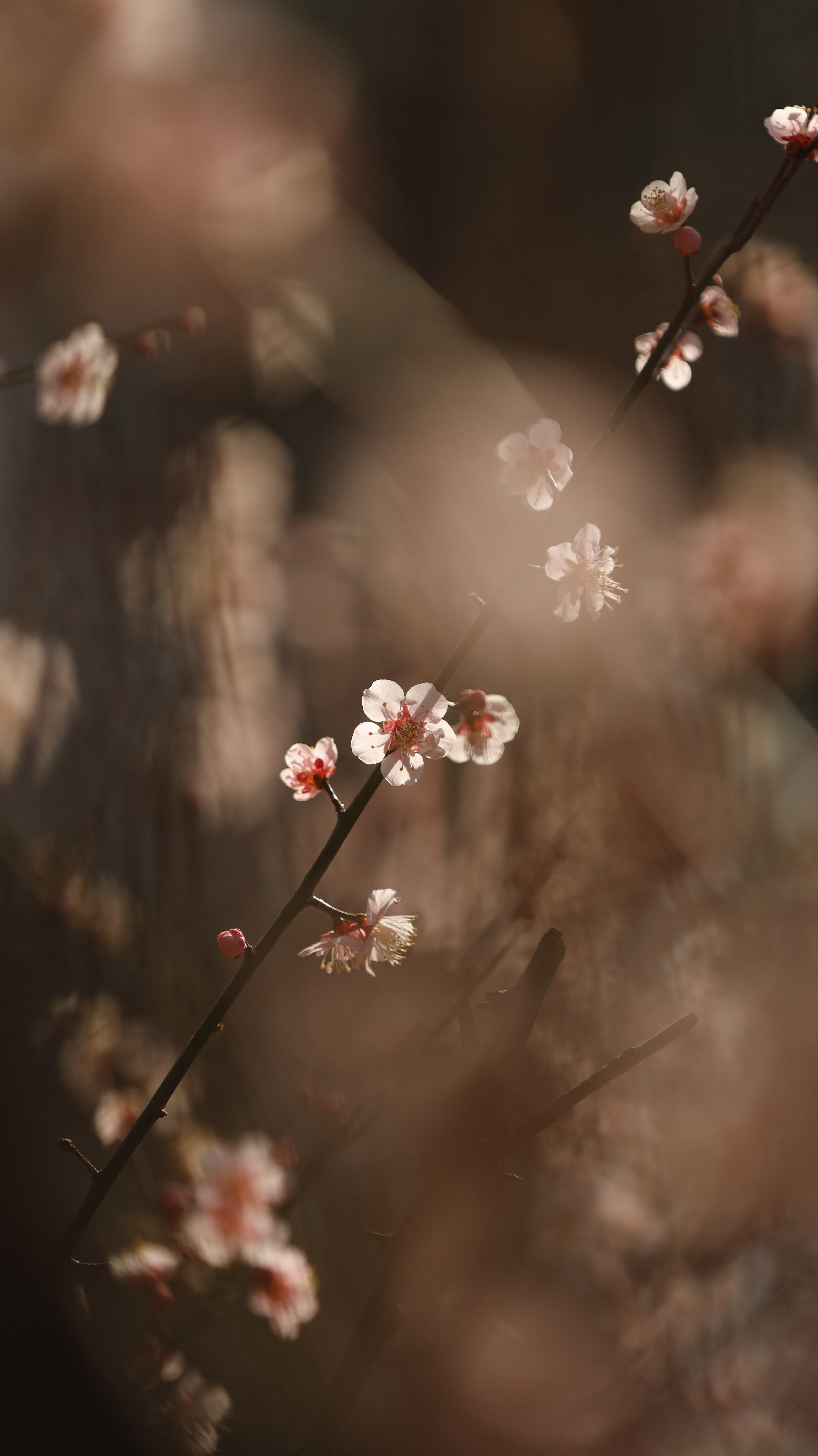 越生梅林にて、「梅の花と日の光が織りなす春の情景」と感じた写真です。