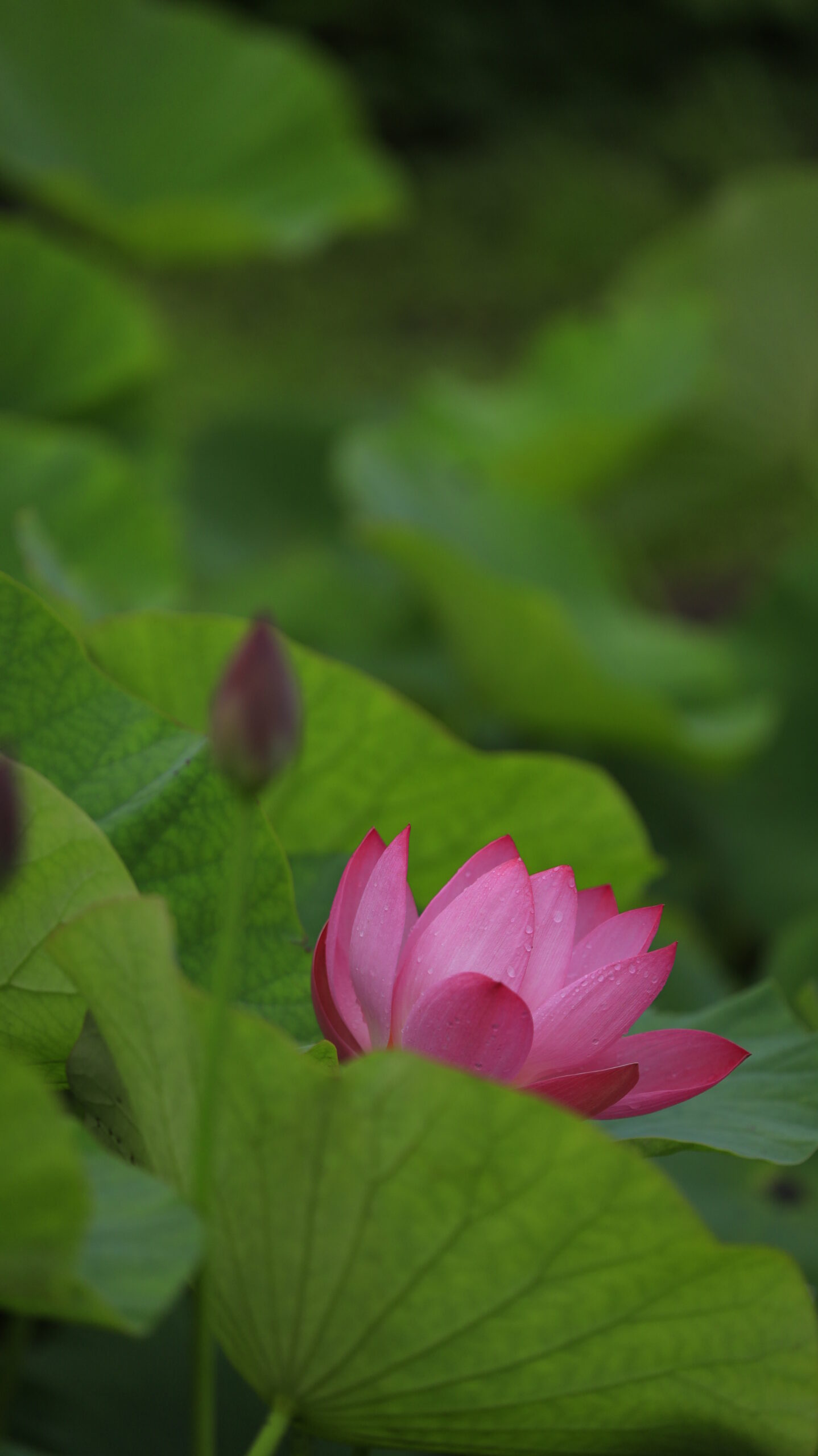 霞ヶ浦総合公園で雨のしずくが残る綺麗な蓮の花