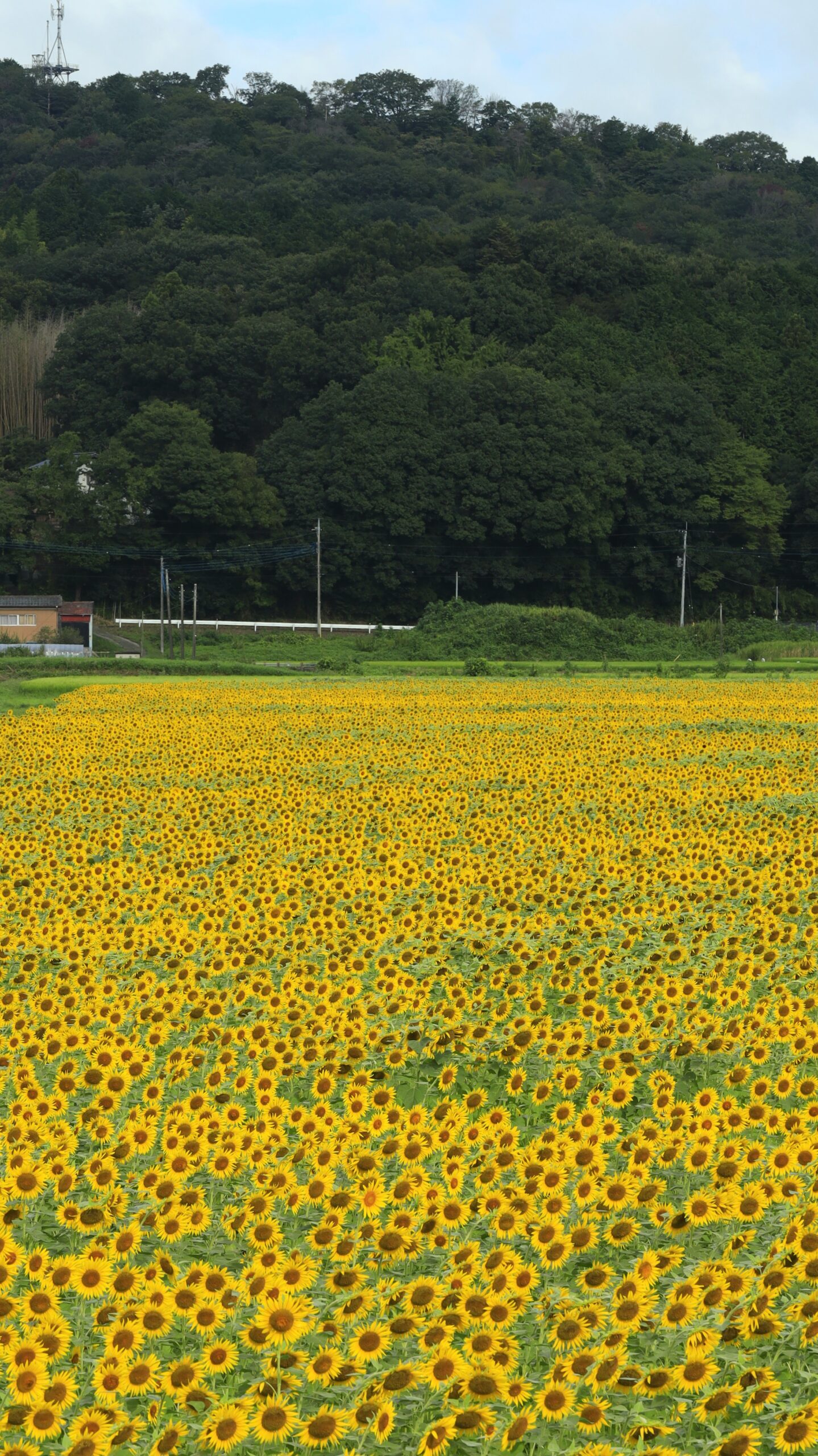 益子ひまわり畑で無数に広がるひまわり畑をワイドに撮影した壮大な景色