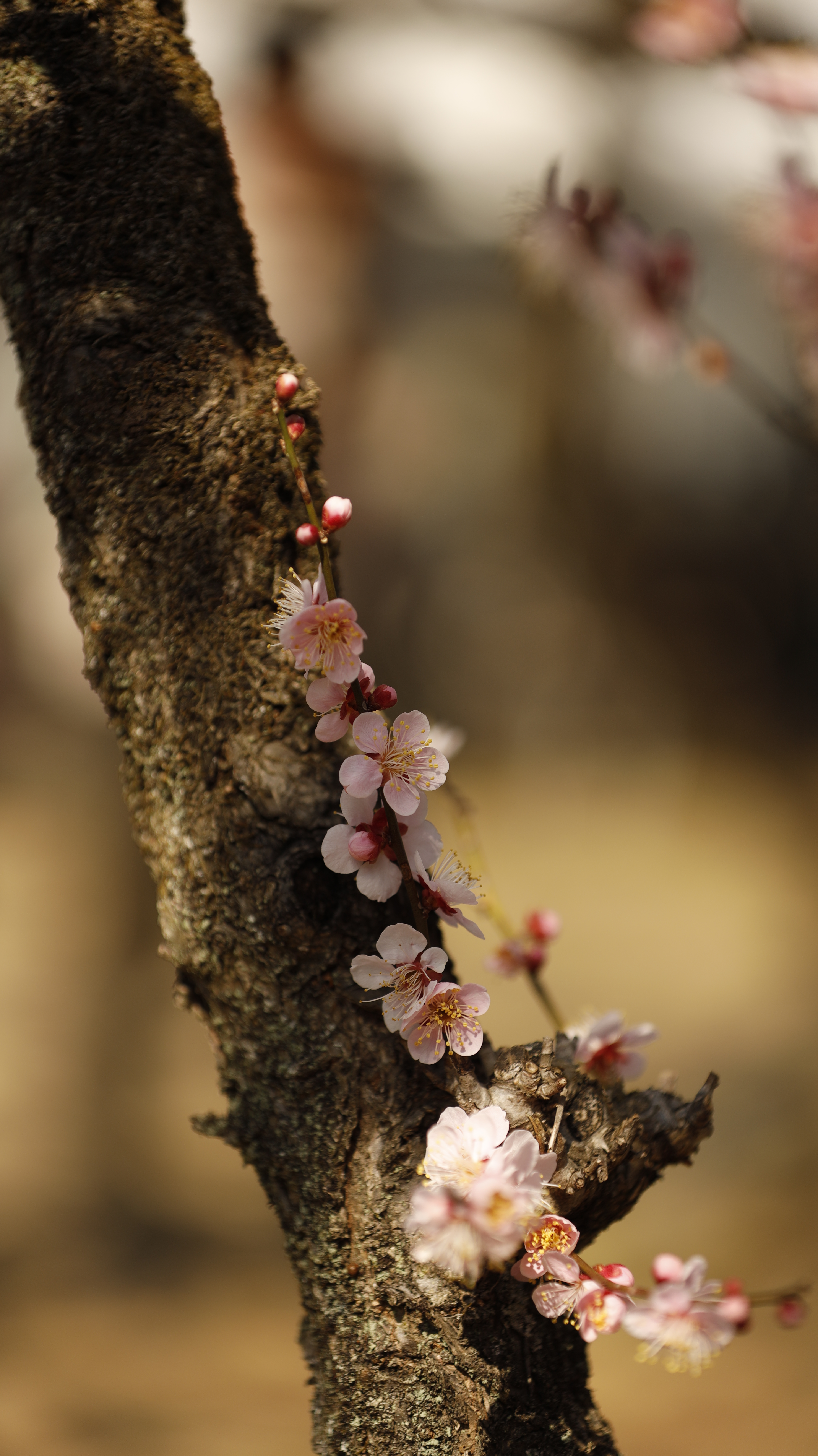 越生梅林にて、「枝先に咲く可憐な梅の花」と感じた写真です。
