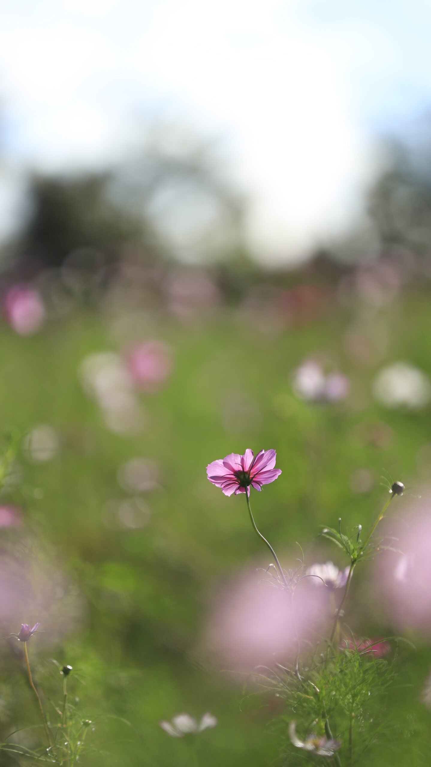 上原コスモス園で背景のコスモスを玉ボケにした花景色