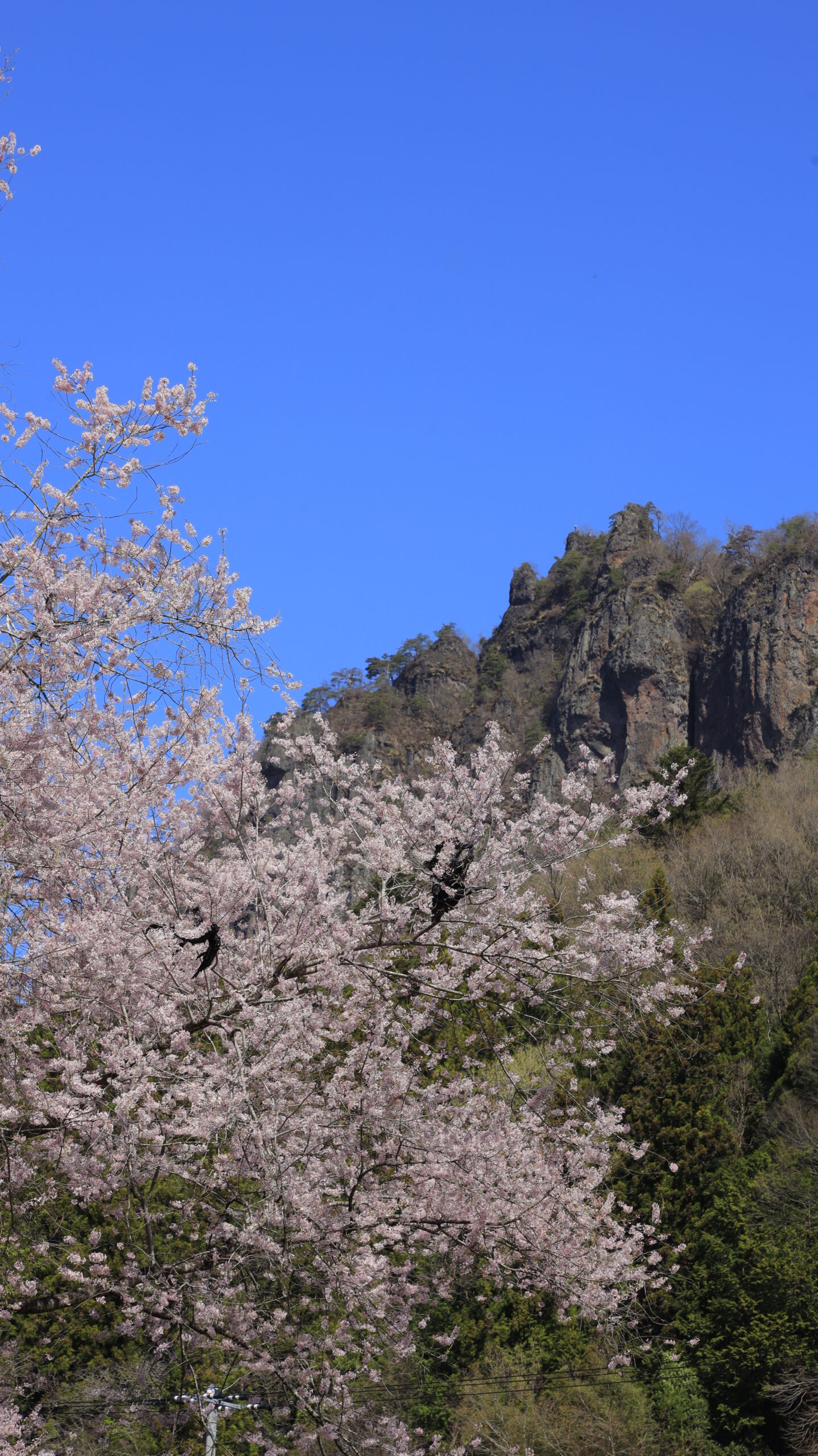 郷原駅で、岩櫃山と桜の組み合わせを印象的に捉えた風景