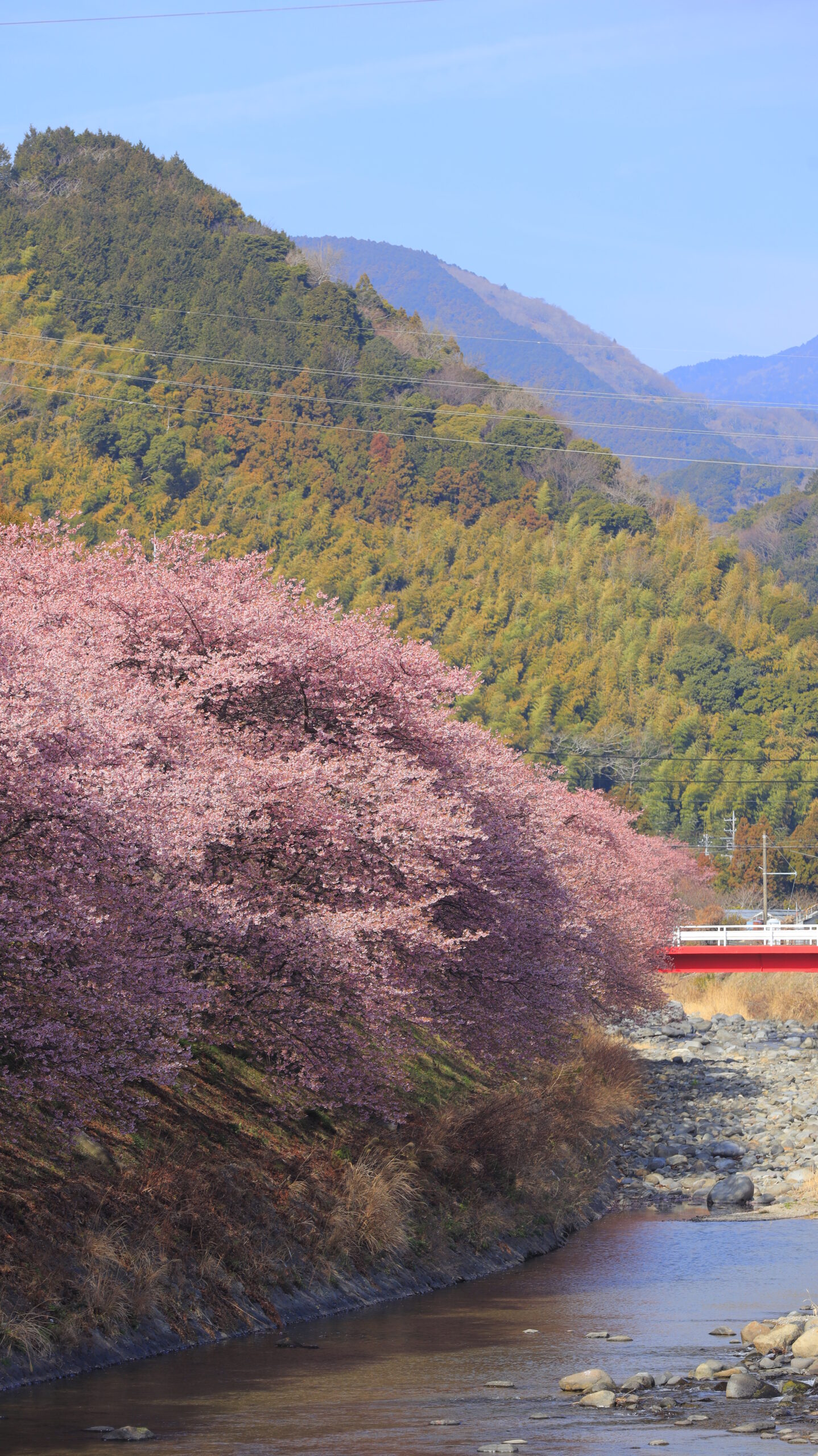 河津町・河津桜まつりで、反対岸の大きな河津桜と川、橋を組み合わせた風景