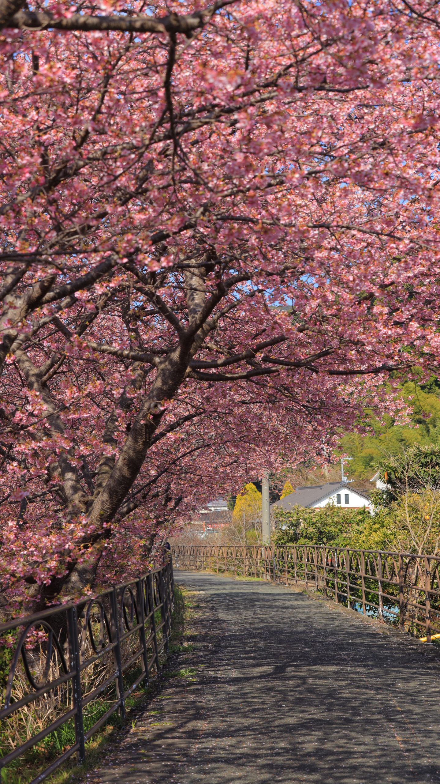 河津町・河津桜まつりで、土手沿いの小路に差し込む光と河津桜を奥行きとカーブで表現した一枚