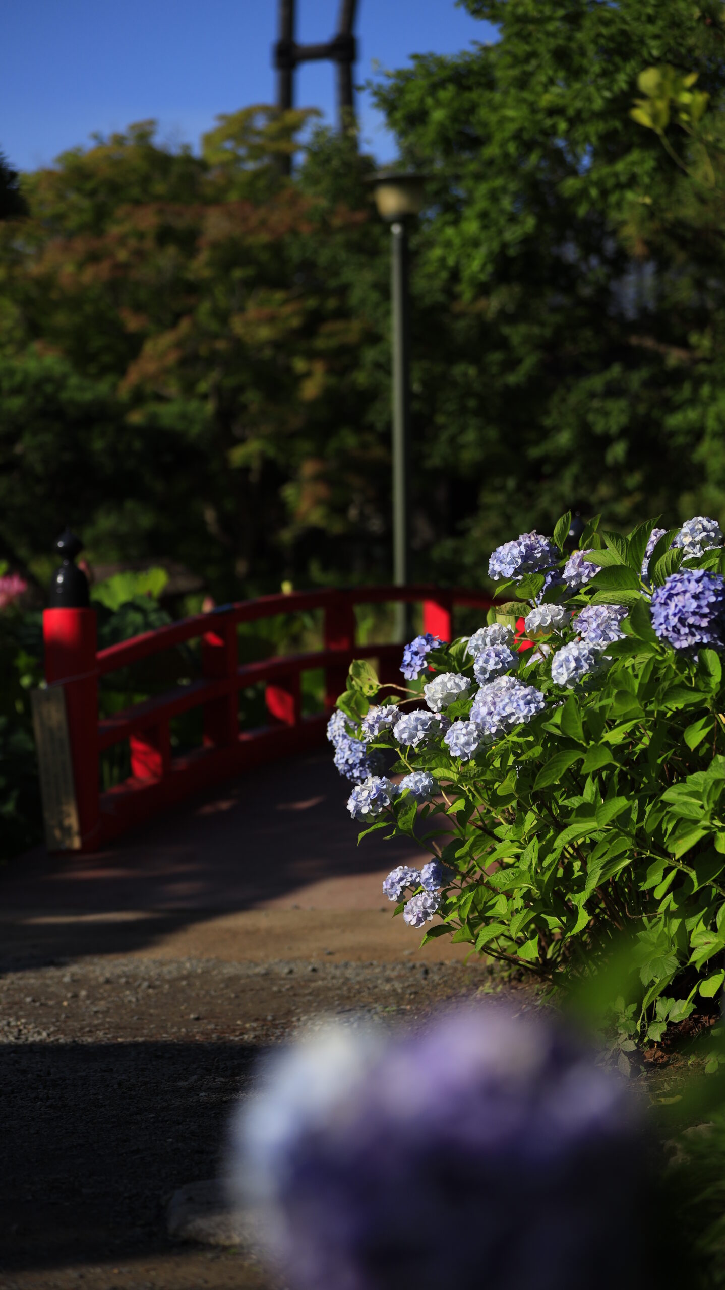 新潟総鎮守 白山神社で神社の池にかかる橋と紫陽花を撮影した風景