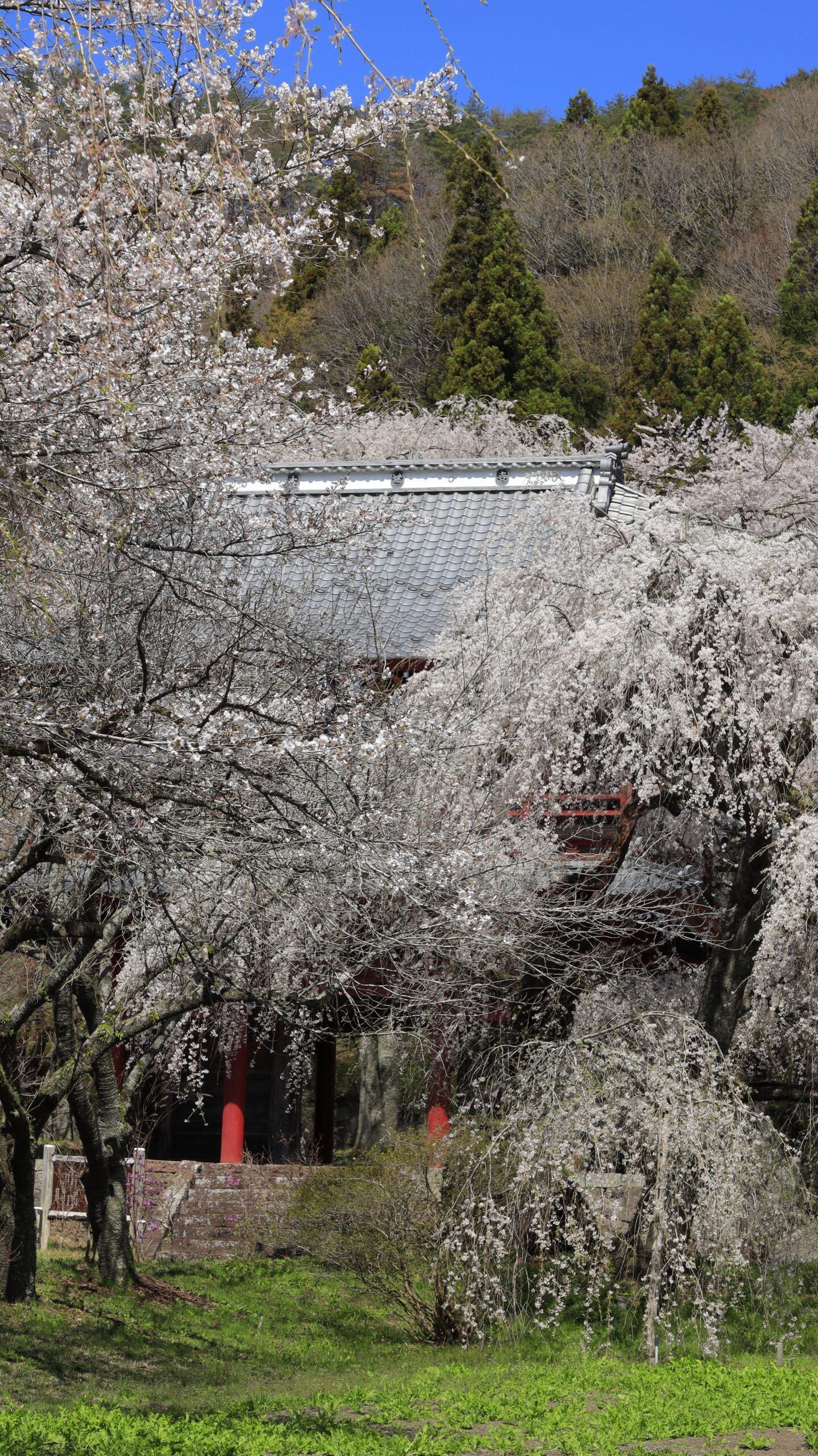 大運寺で、離れた位置から枝垂れ桜と寺院建物の調和を捉えた風景