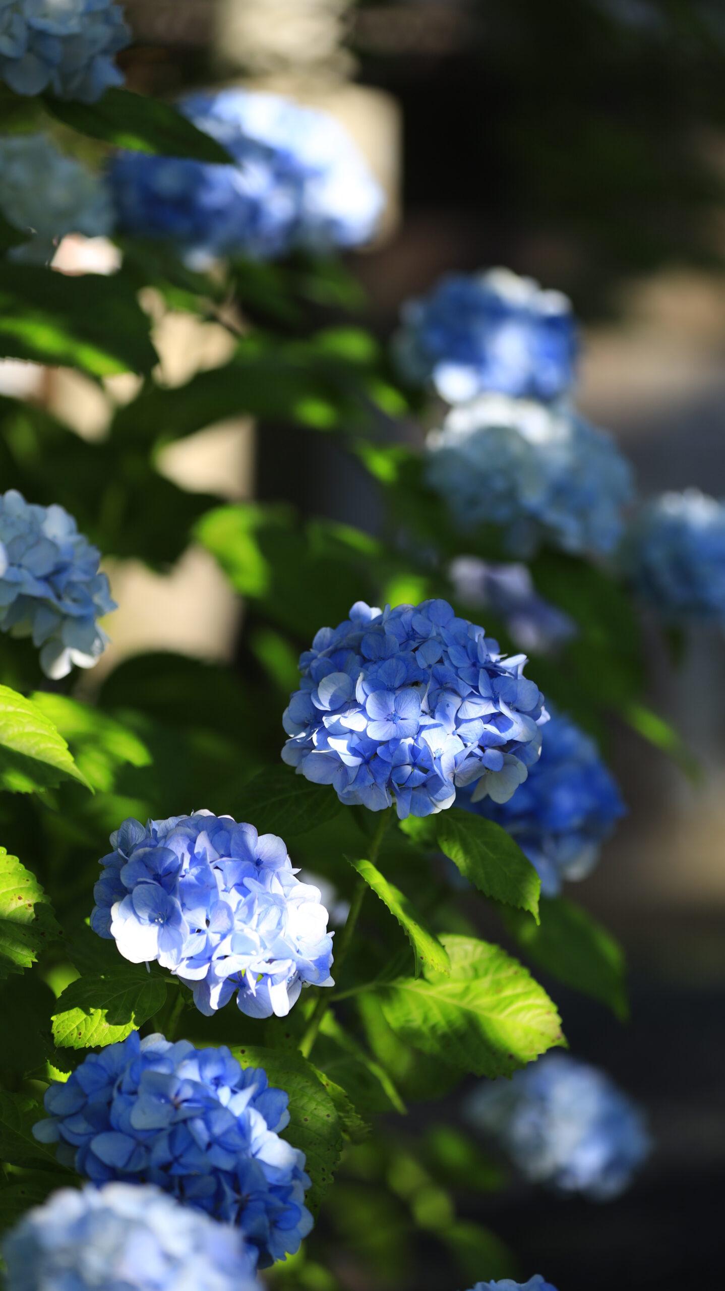 新潟総鎮守 白山神社で薄い青の紫陽花にあたる光と影を撮影した写真
