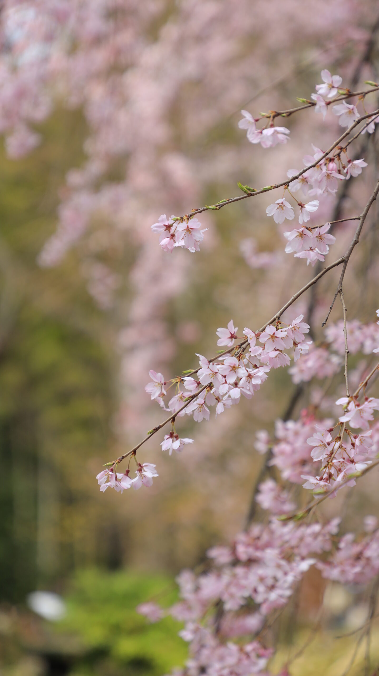 At Rikugien Landscape depicting the softness of weeping cherry blossoms in a bright and fluffy rendering