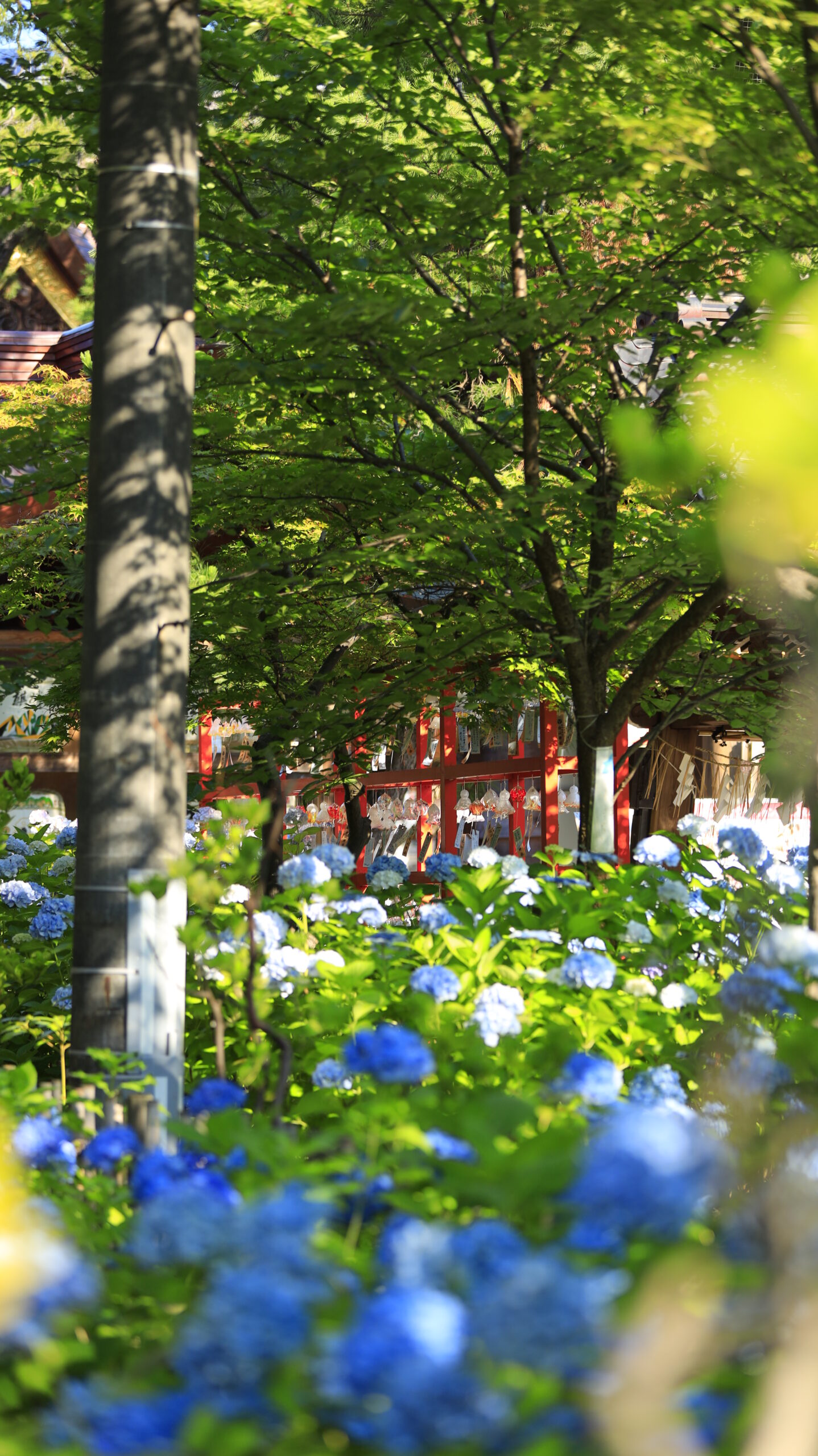 新潟総鎮守 白山神社で青い紫陽花の向こうにある風鈴を撮影した写真