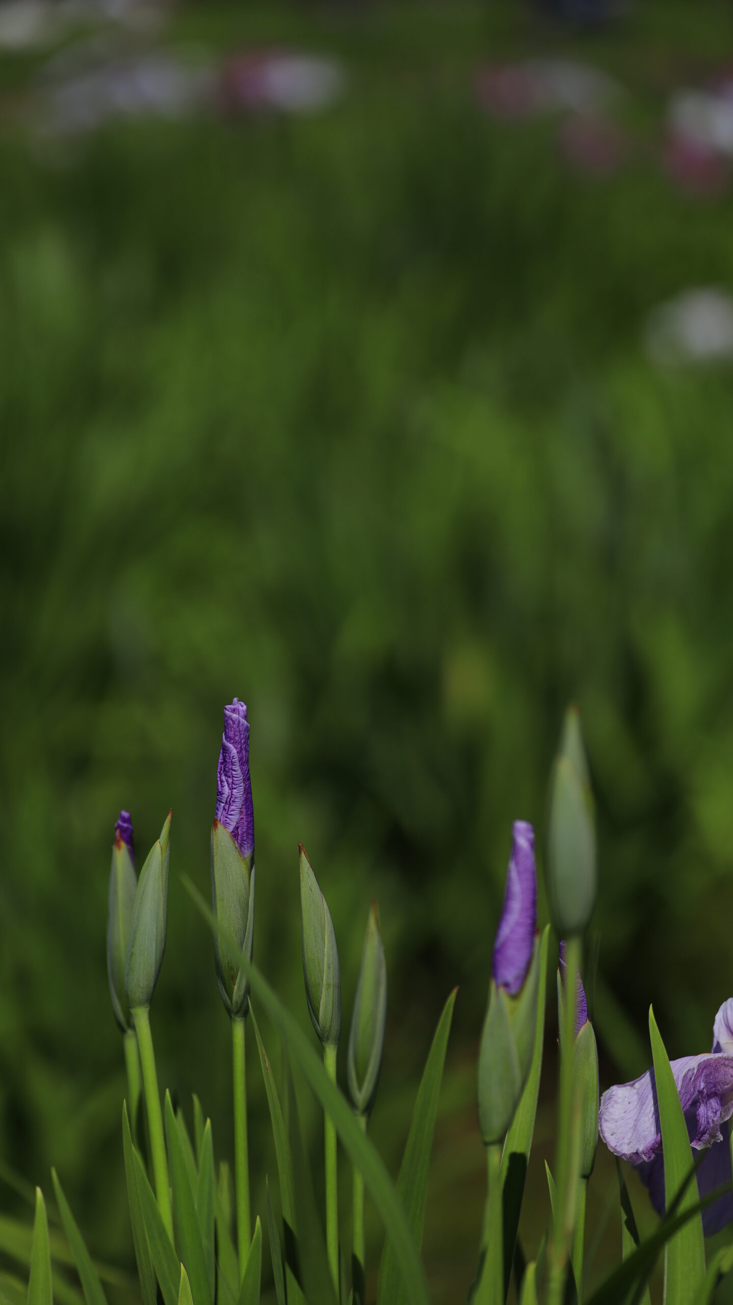 東村山菖蒲まつり・北山公園の花菖蒲が咲く前の咲き始めの園内風景