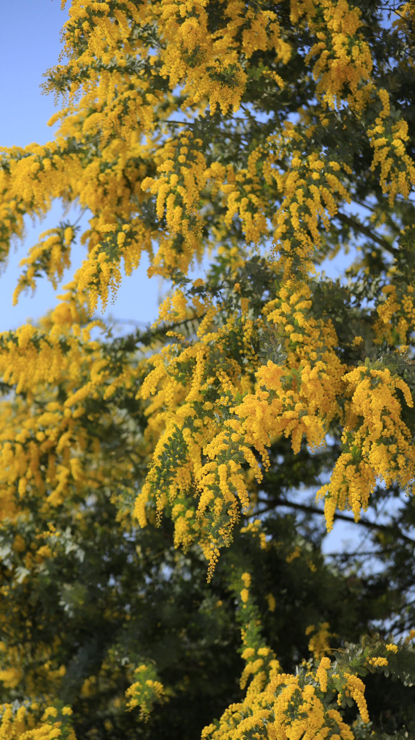 茨城県で少し引いた構図でミモザの木と周囲の景色を撮影した春の風景