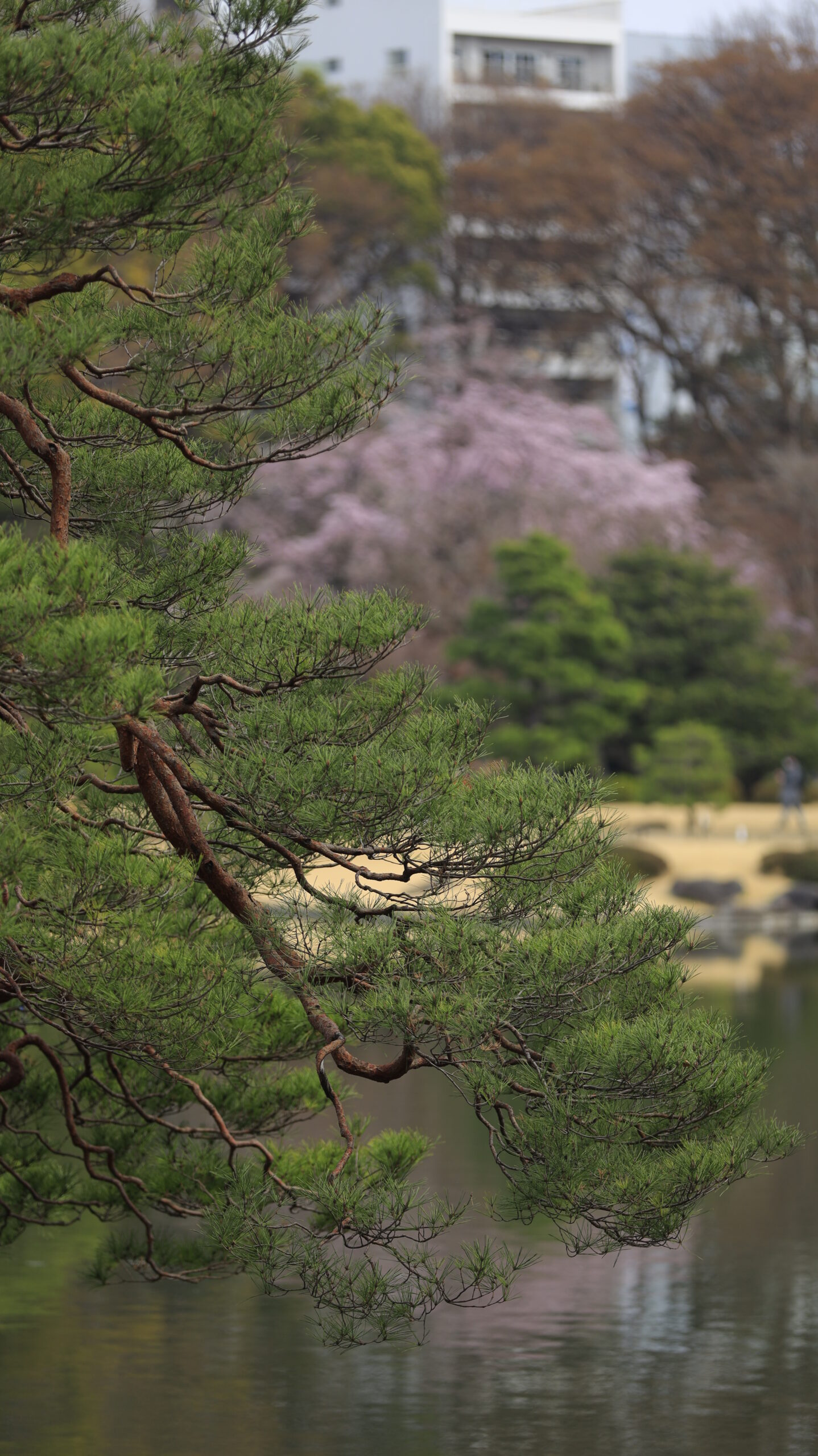 Rikugien Garden, Japanese garden with the pine tree as the main subject and the weeping cherry tree in the background blurred to create a depth of expression.