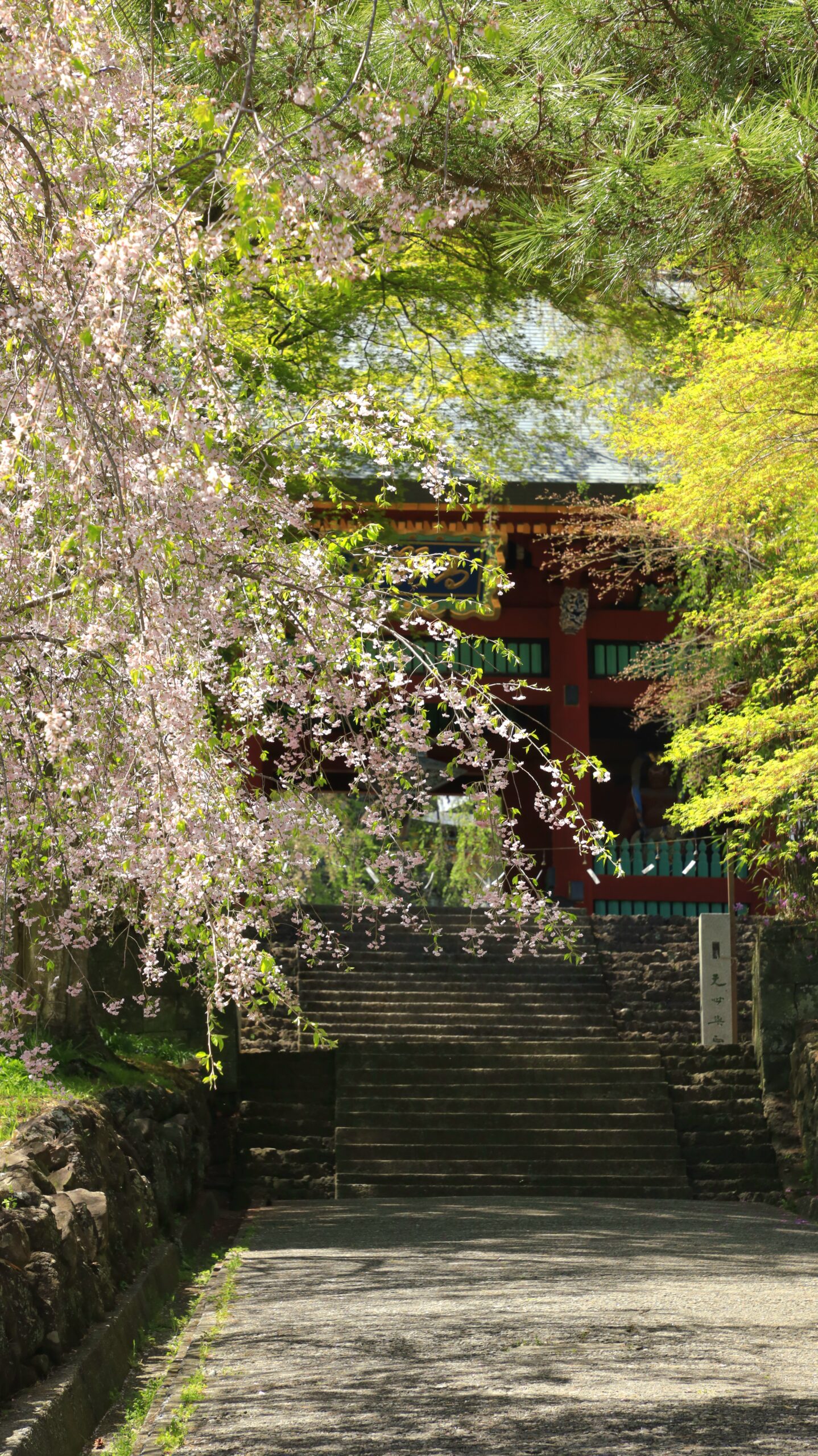 妙義神社で、葉桜になり始めた桜と建物の対比