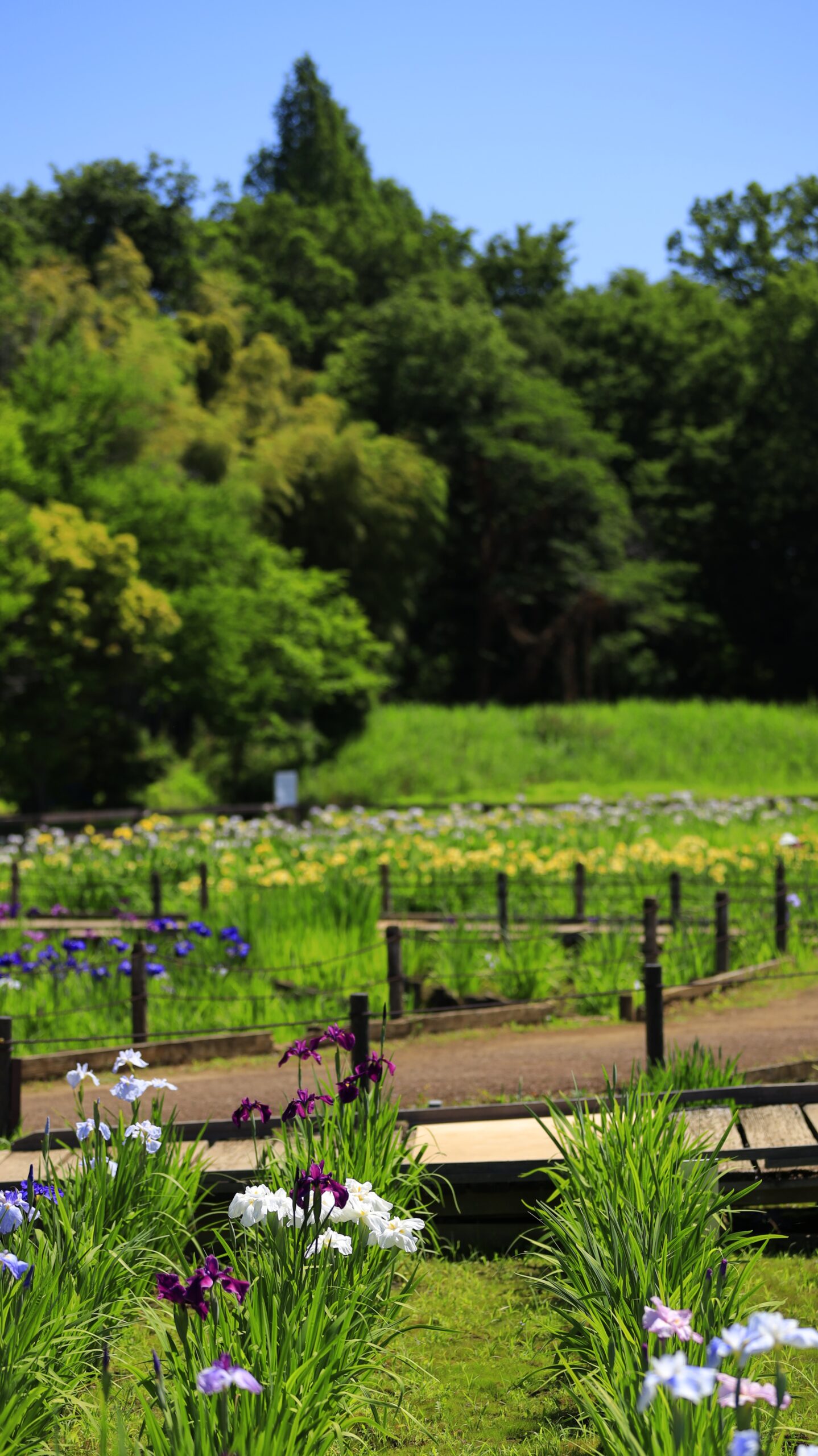 東村山菖蒲まつり・北山公園の手前の花菖蒲と奥行きある菖蒲園風景