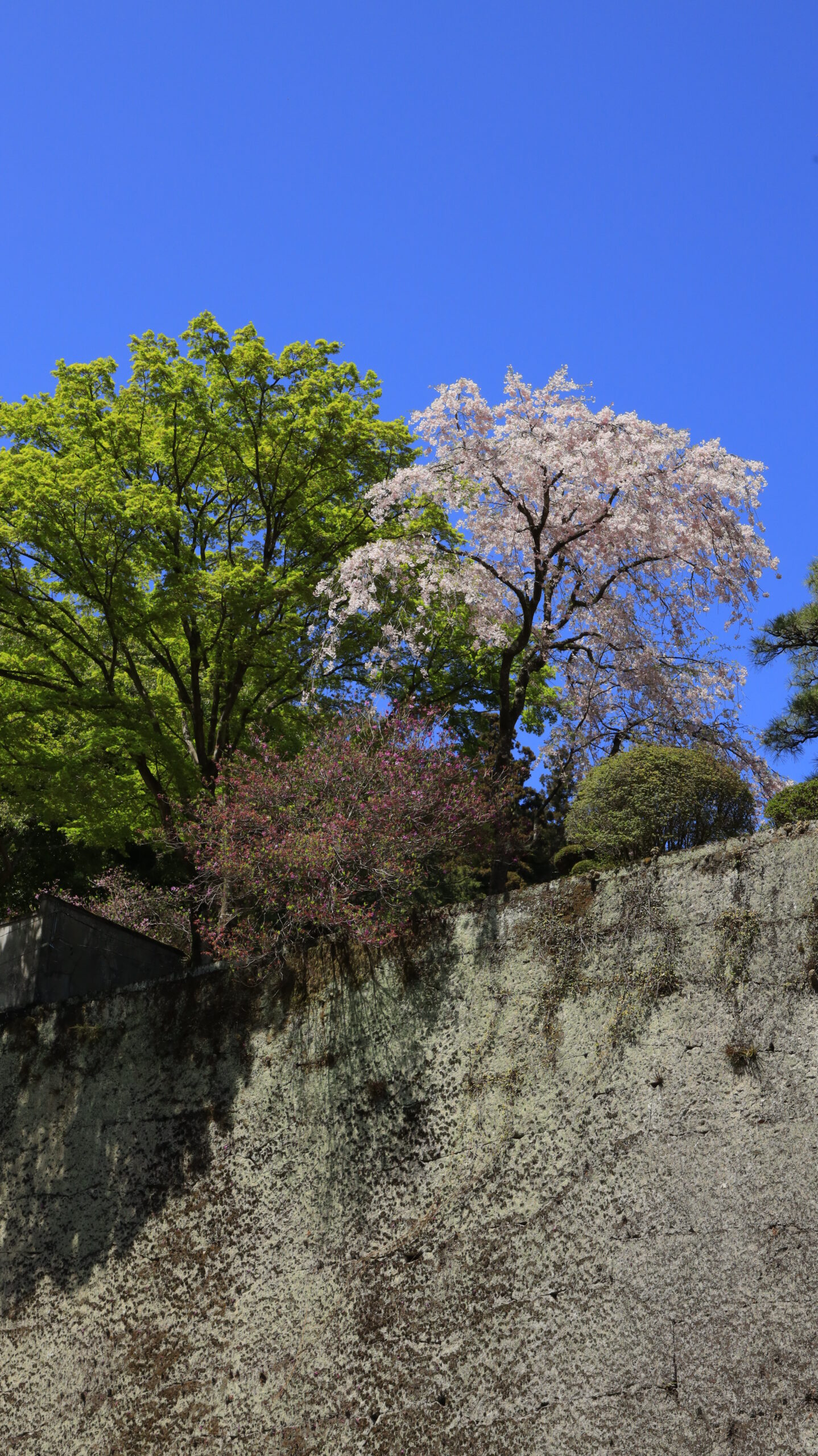 妙義神社で、石垣の上の桜を見上げた迫力ある構図