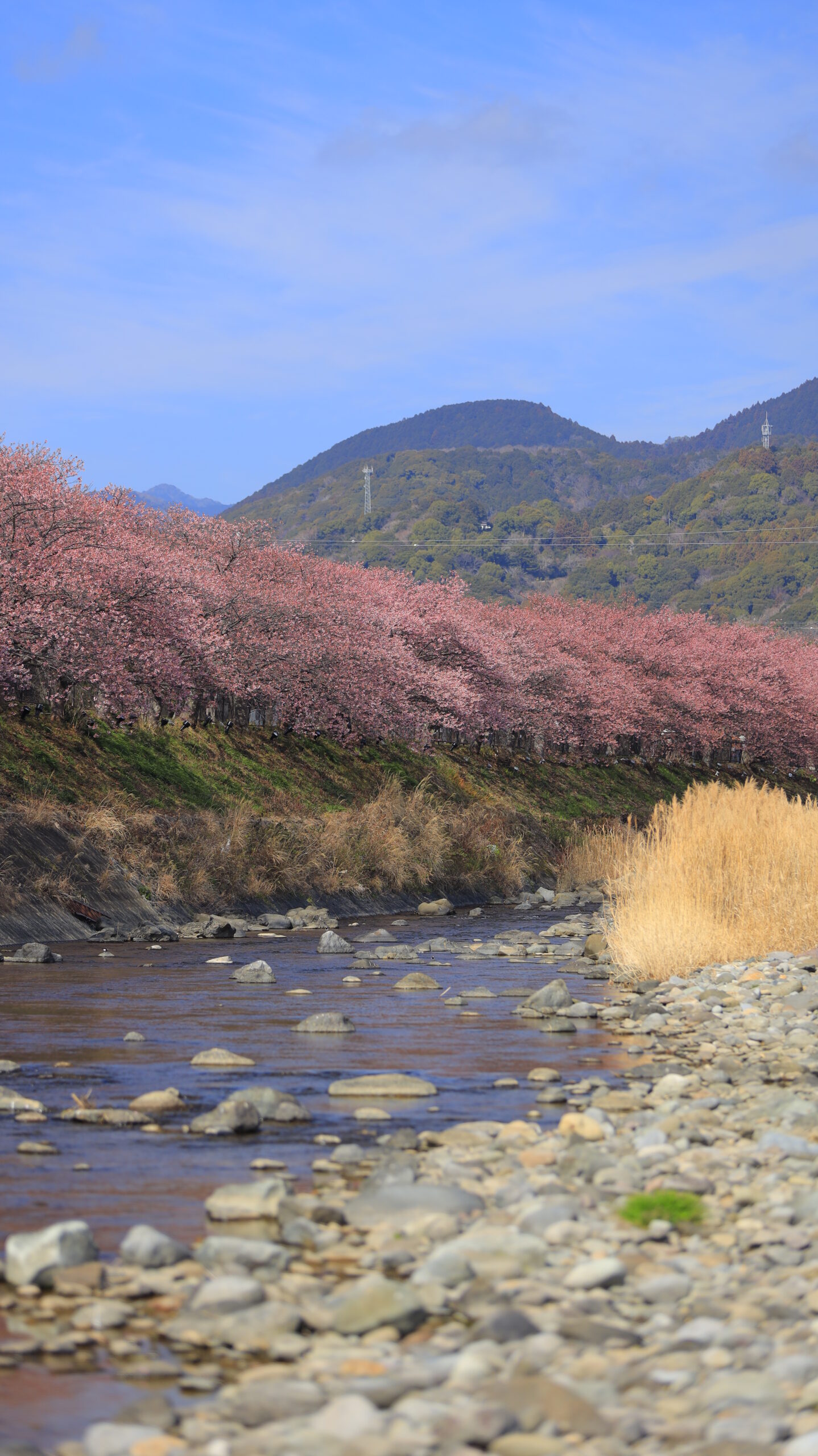 河津町・河津桜まつりで、川へ降りて下から見上げ土手に咲く河津桜の迫力を表現した構図