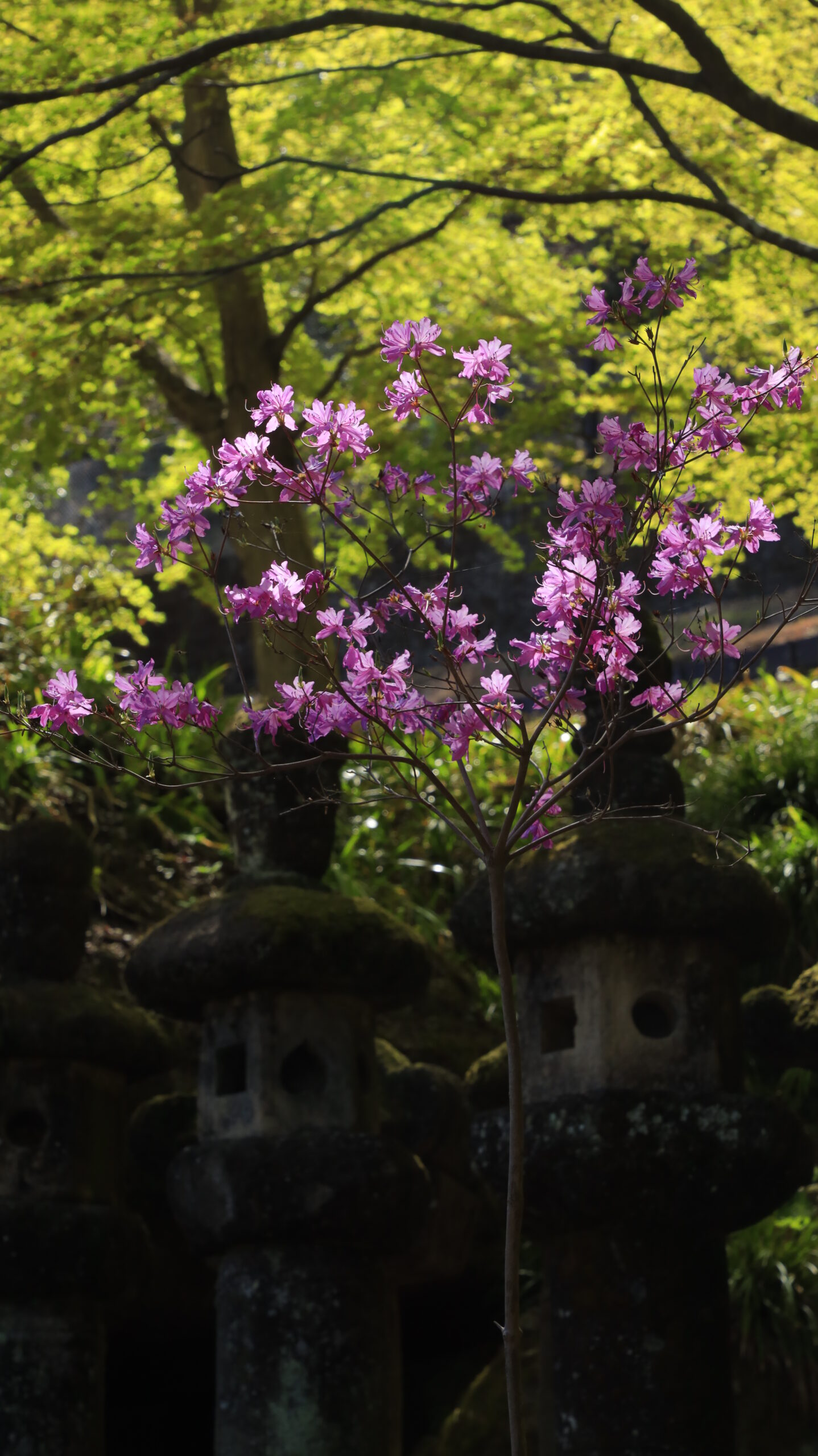 妙義神社で、新緑の中のつつじに差し込む光を捉えた様子