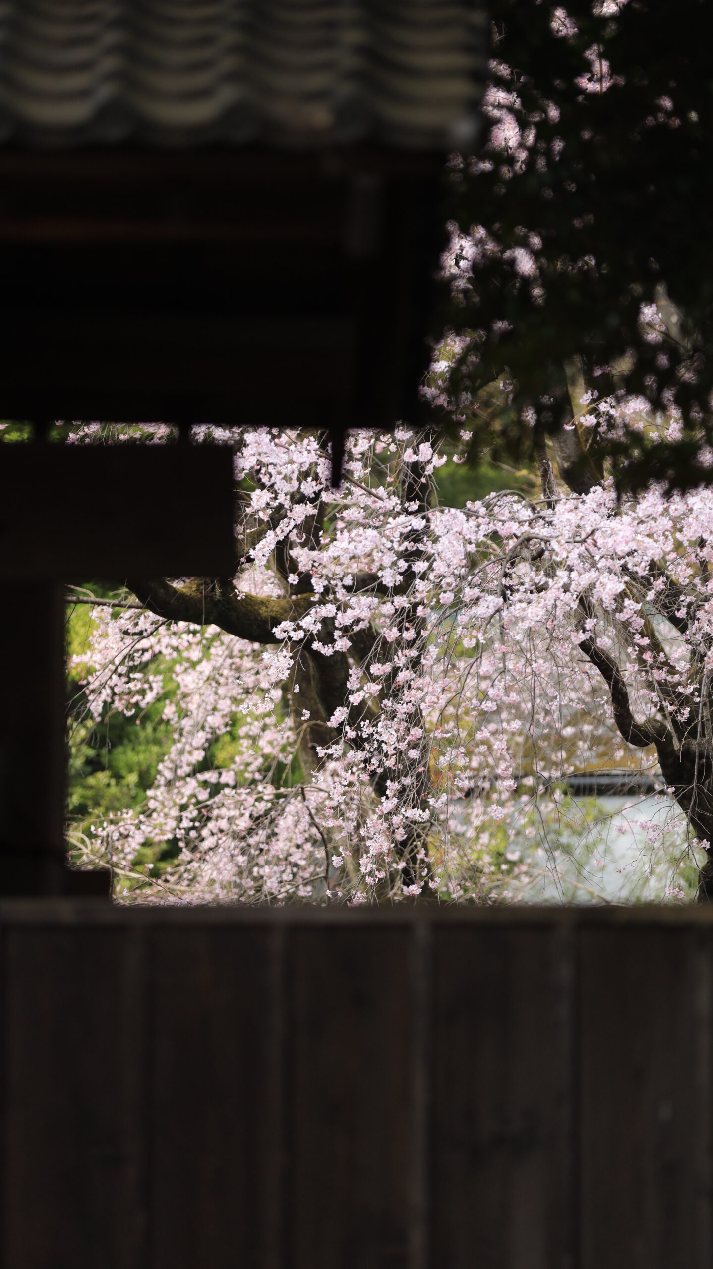 At Rikugien, the composition of the weeping cherry tree peeking over the gate near the exit creates depth.