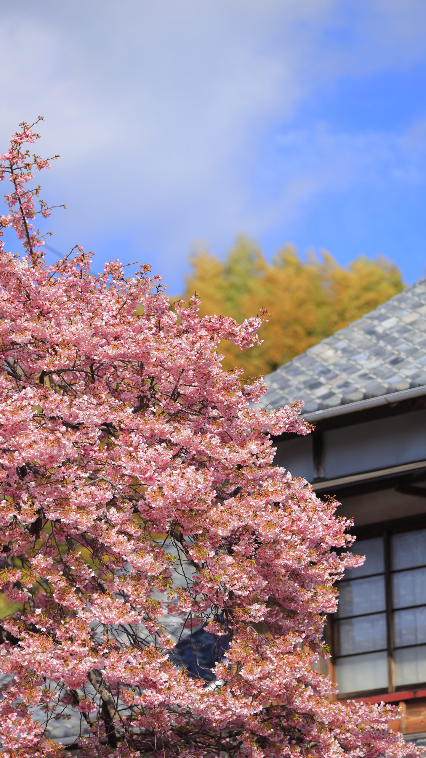 河津町・河津桜まつりで、青空を背景に河津桜の原木を写した晴天の日の春の象徴