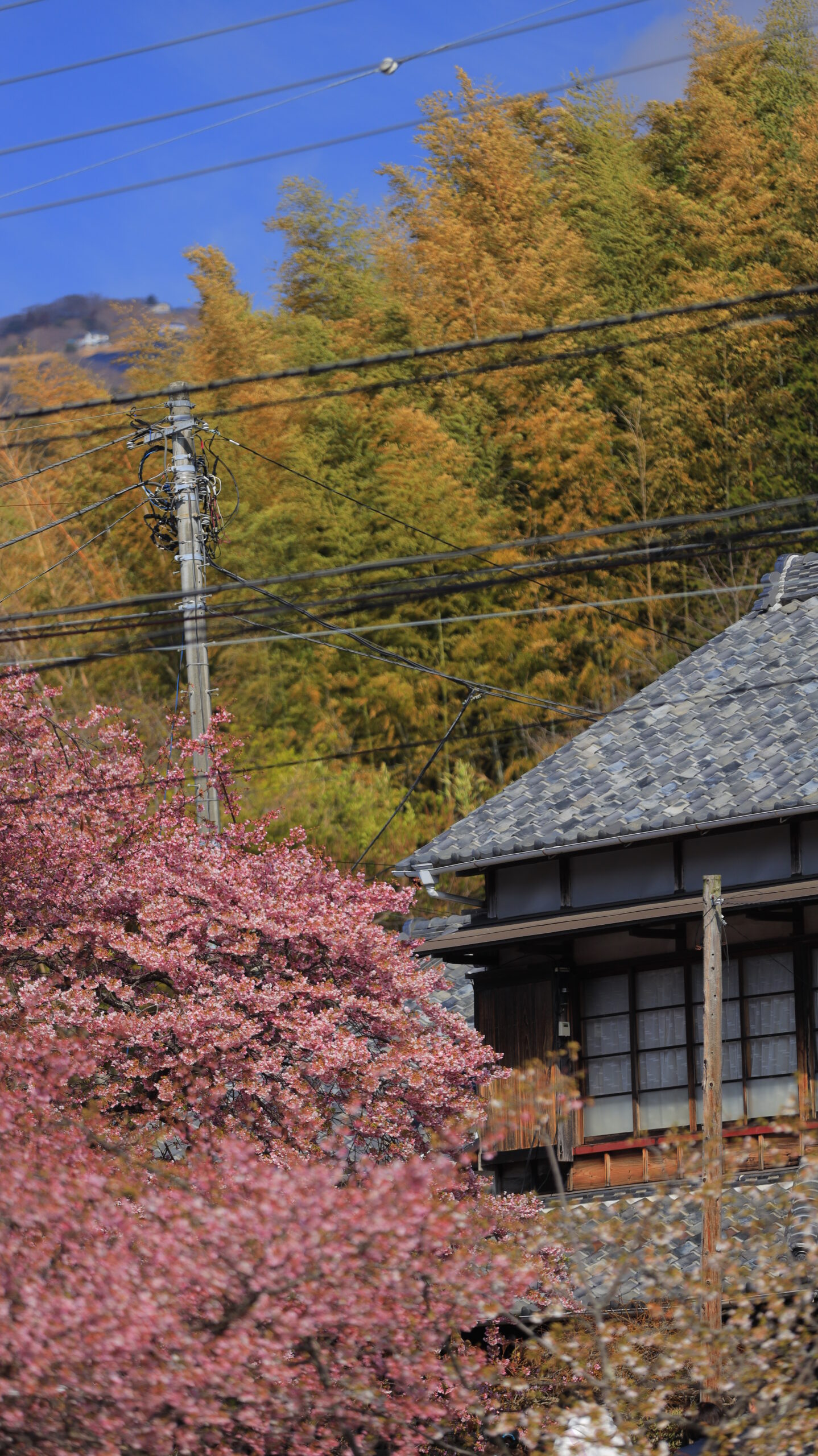 河津町・河津桜まつりで、少し離れた位置から原木の存在感と周囲の風景を合わせて捉えた一枚