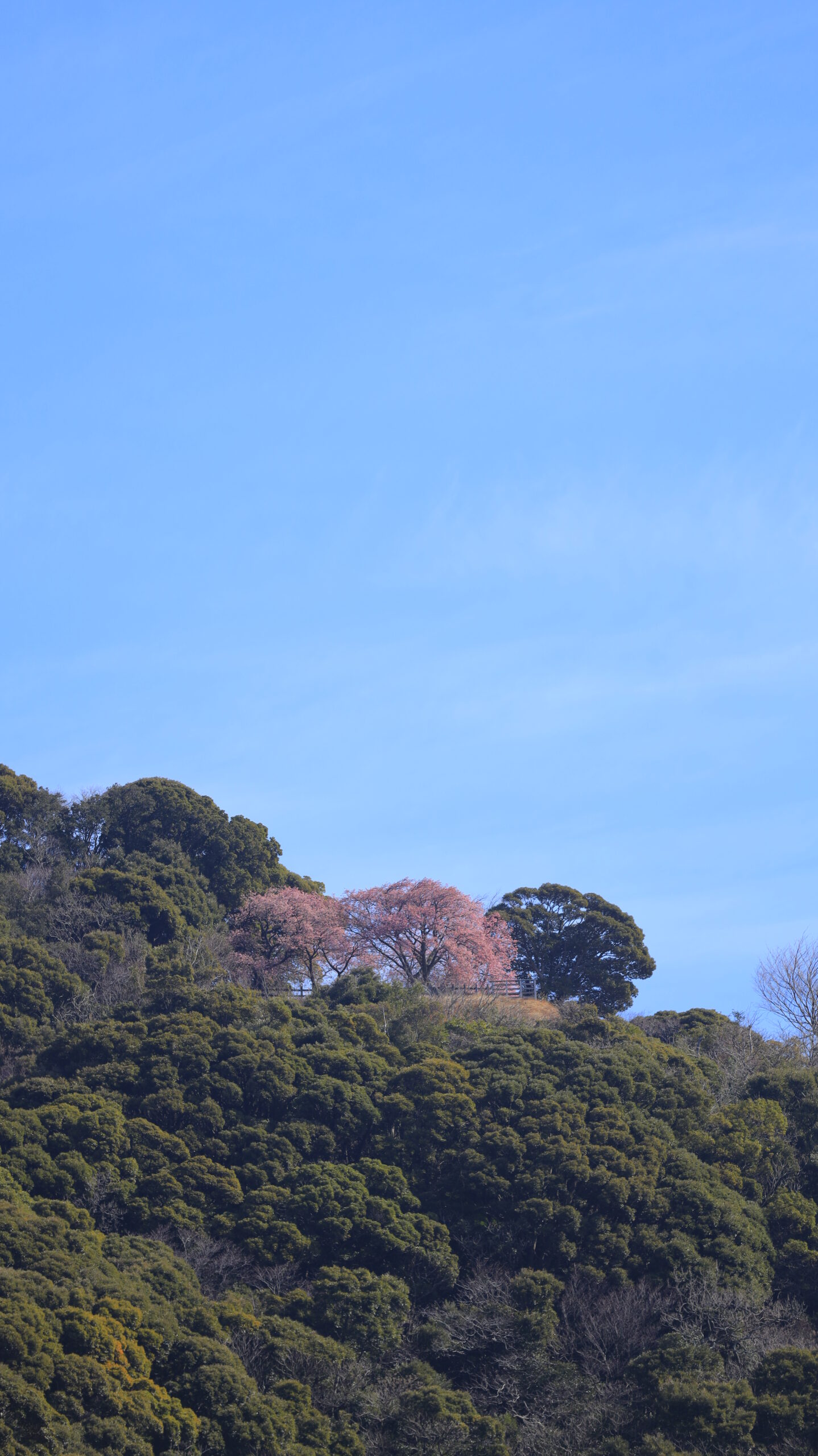 河津町・河津桜まつりで、遠くの山の上に咲く河津桜を写し町を包む春の広がりを表現