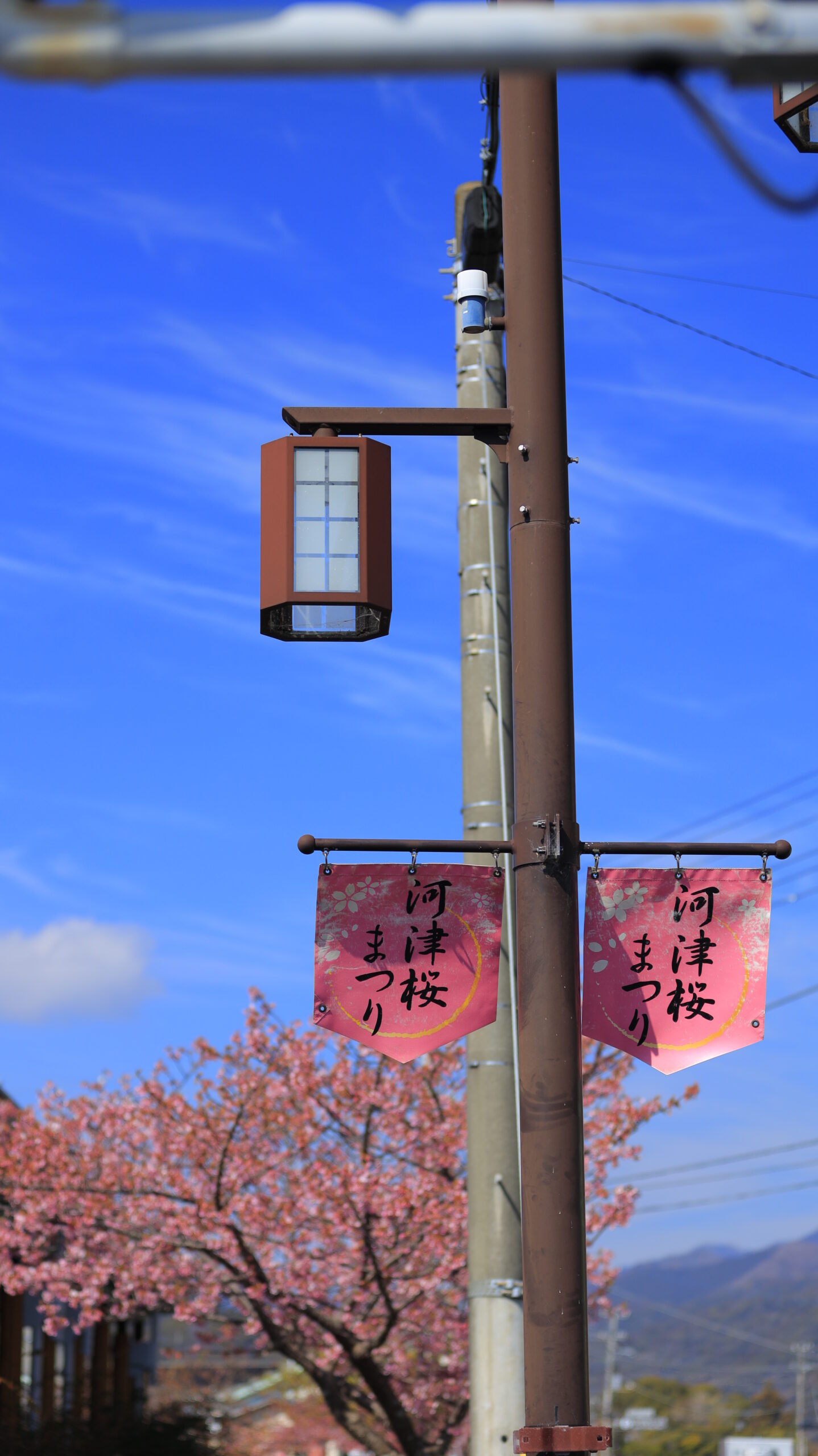 河津町・河津桜まつりで、河津桜を背景にまつりの旗を入れてイベントの活気を伝える構図
