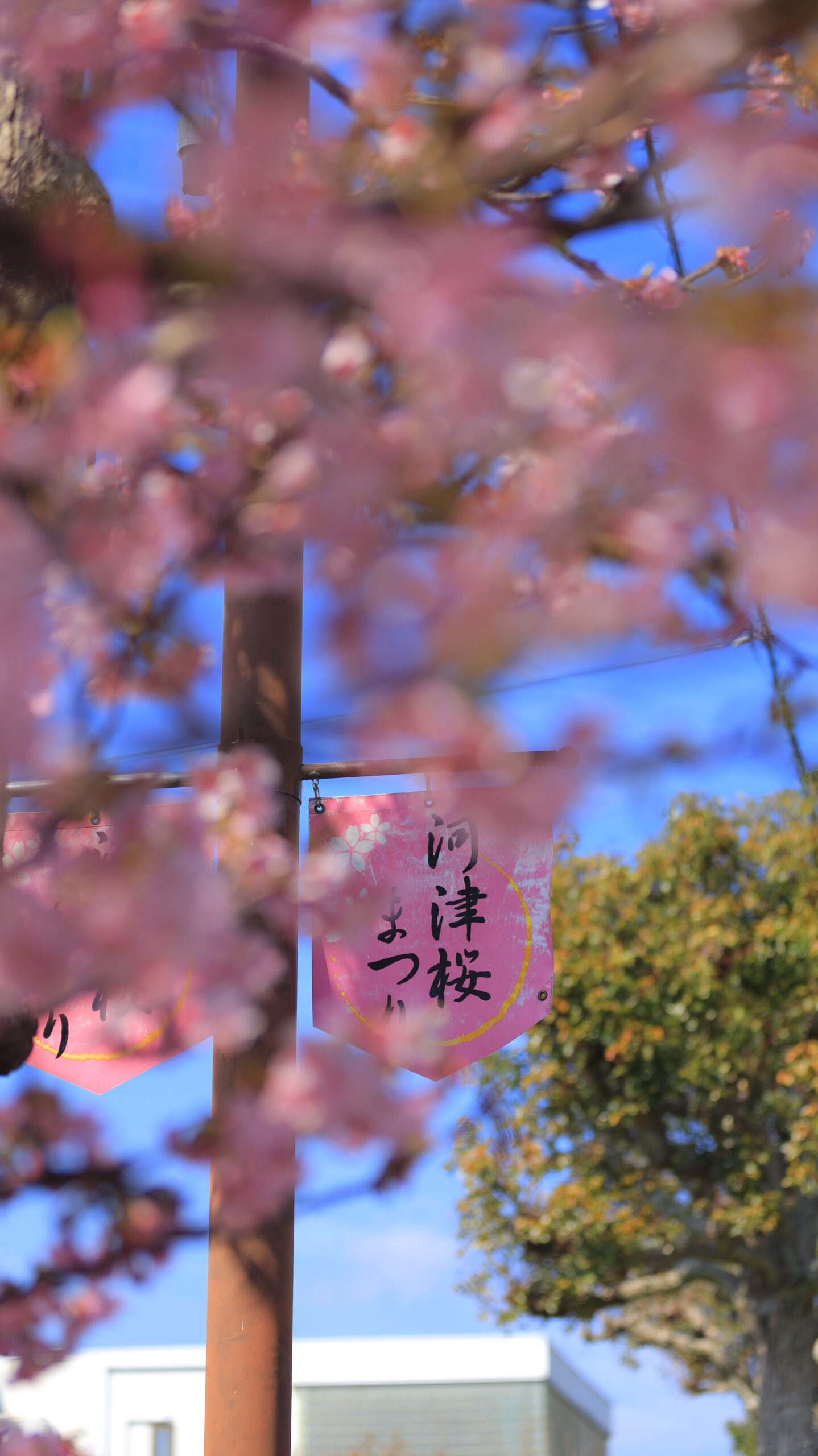 河津町・河津桜まつりで、河津桜の前ボケ越しにまつりの旗を捉え立体感を出した写真