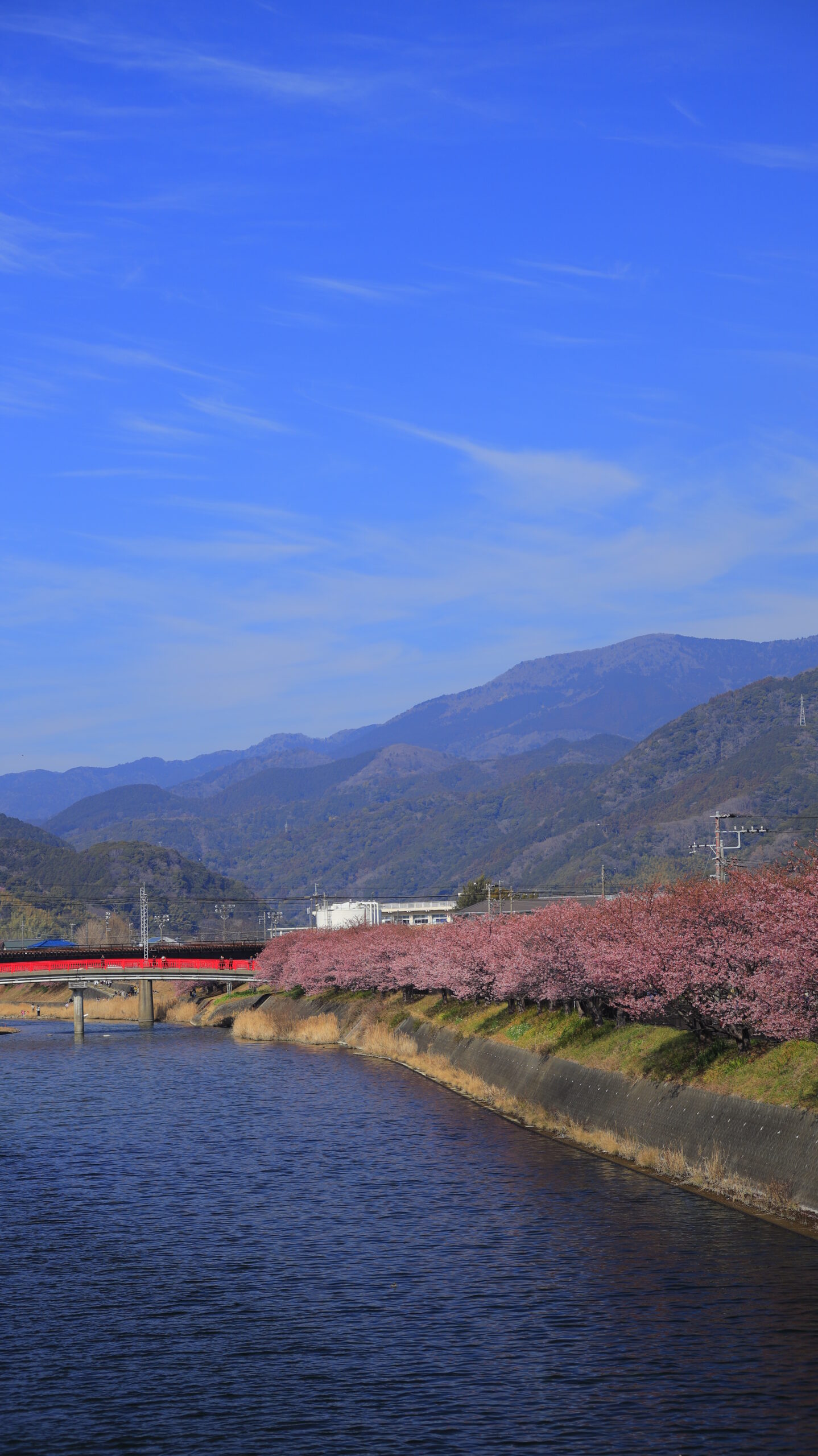 河津町・河津桜まつりで、河口に近い場所から撮影した河津桜並木と川の流れが感じられる風景