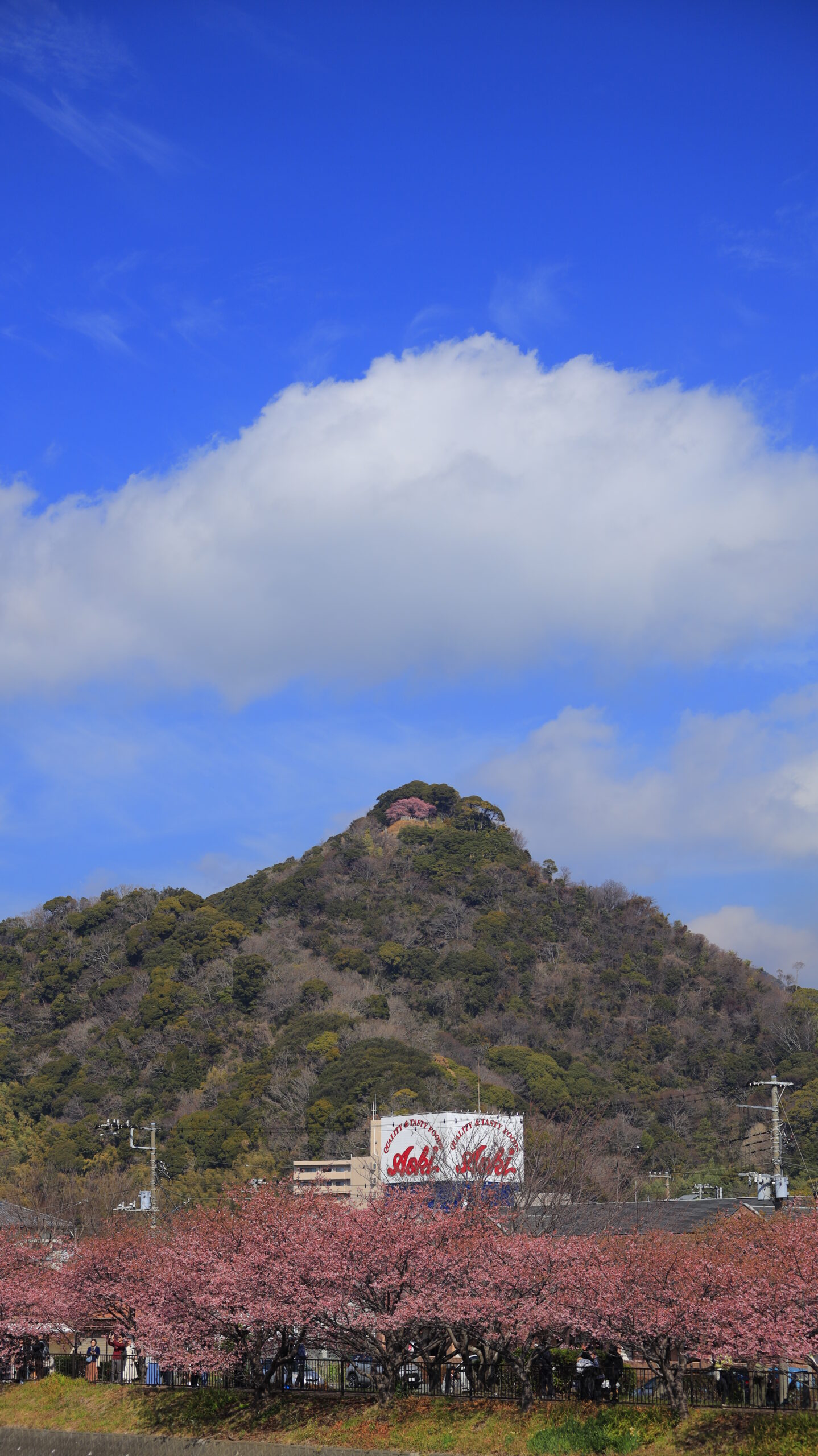 河津町・河津桜まつりで、反対岸から河津桜並木と小山の桜を重ね立体的に捉えた春景色
