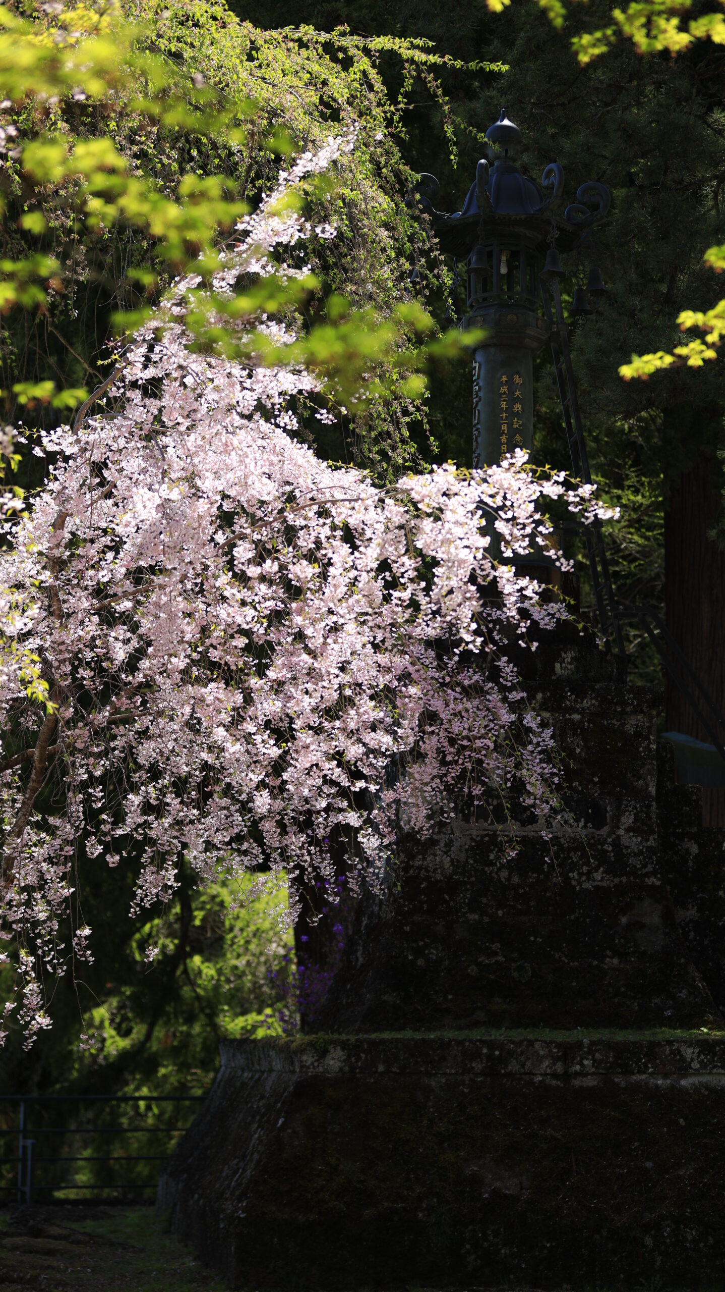 妙義神社で、暗がりの中で光る桜の印象的な表情