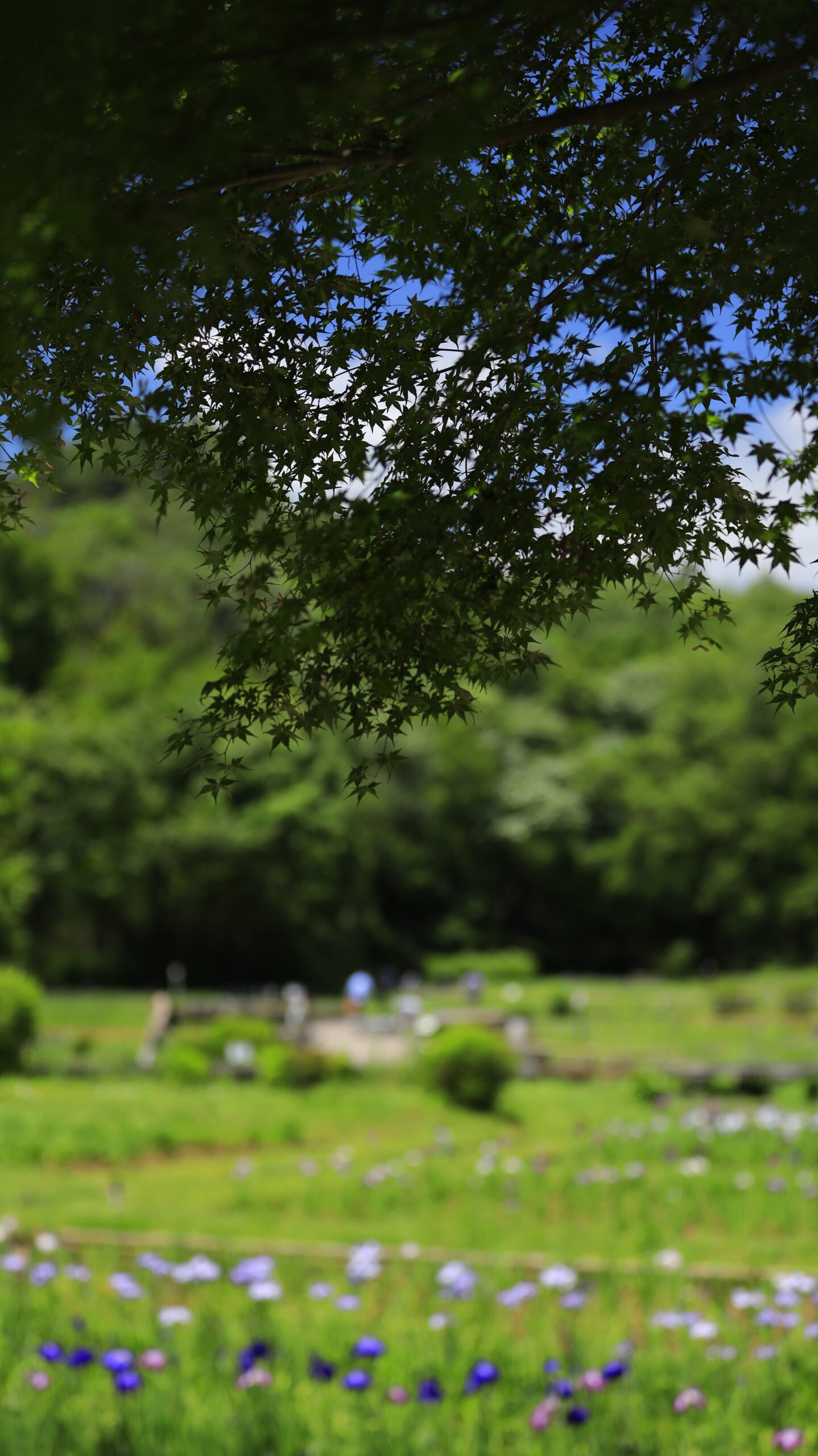 吹上しょうぶ公園のモミジの木の下から眺める咲き始めの菖蒲園