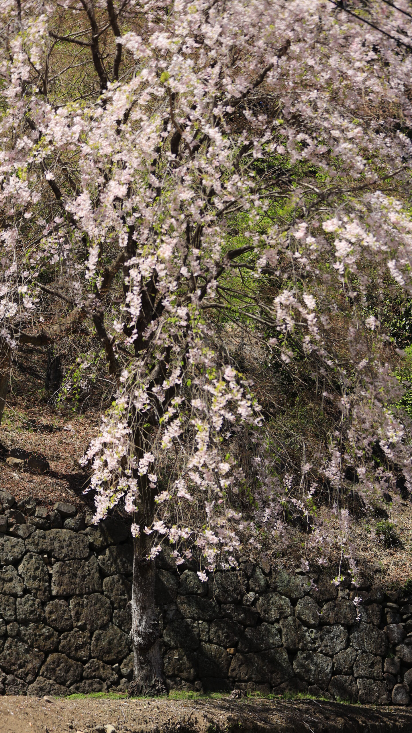 妙義神社で、枝垂れ桜と石垣の美しい組み合わせ