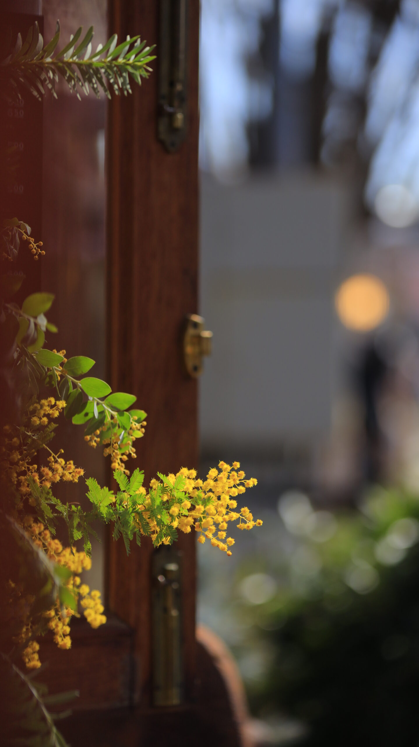河津町・河津桜まつりで、お店のドアに飾られたミモザを写し春の彩りを感じるスナップ