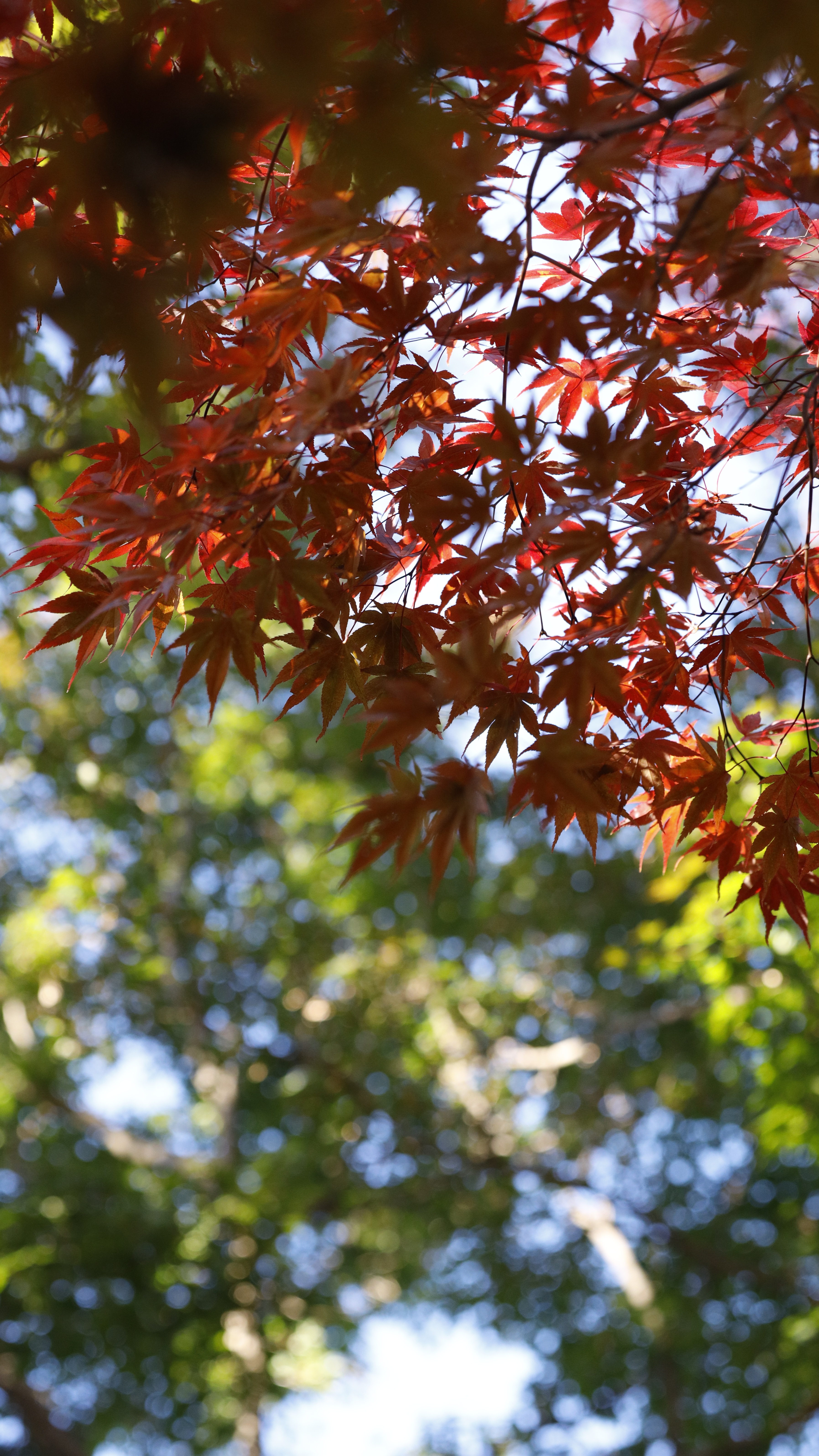 小林もみじ園にて、「光が織りなす赤と緑のもみじ」と感じた写真です。