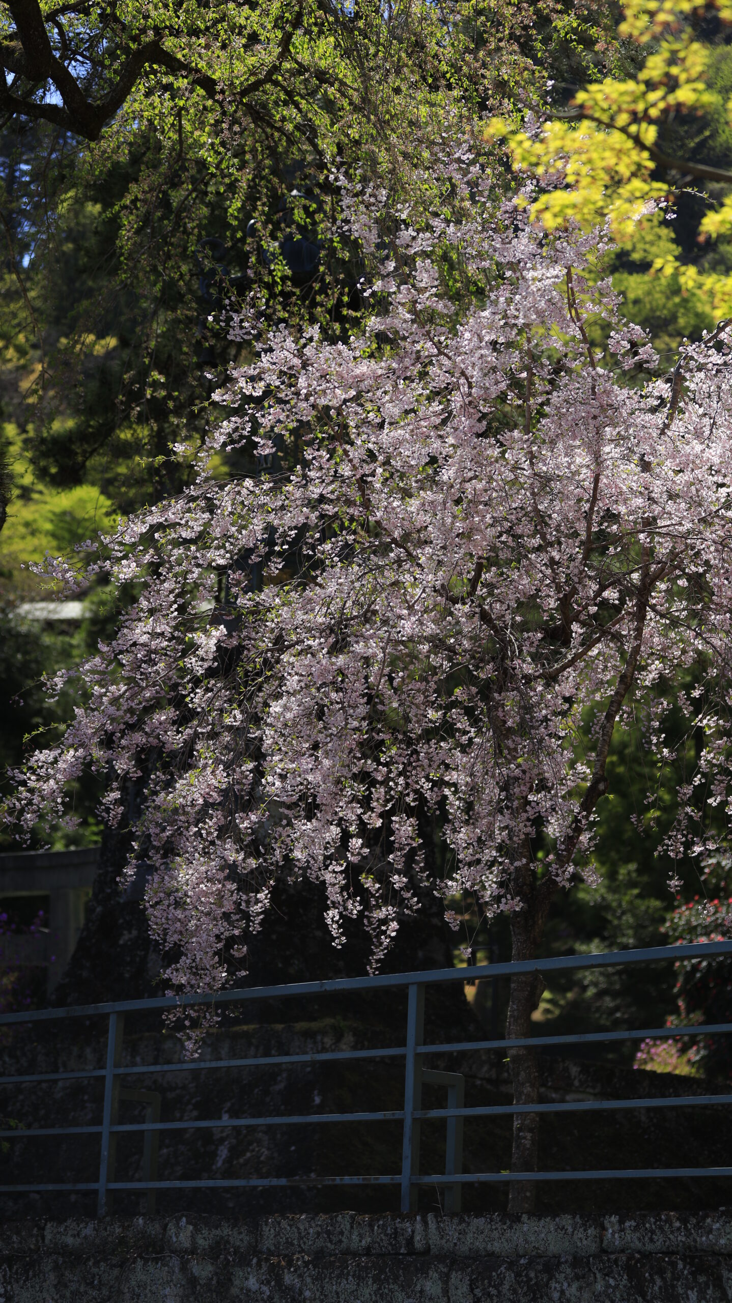 妙義神社で、石垣上の枝垂れ桜がわずかに光る瞬間
